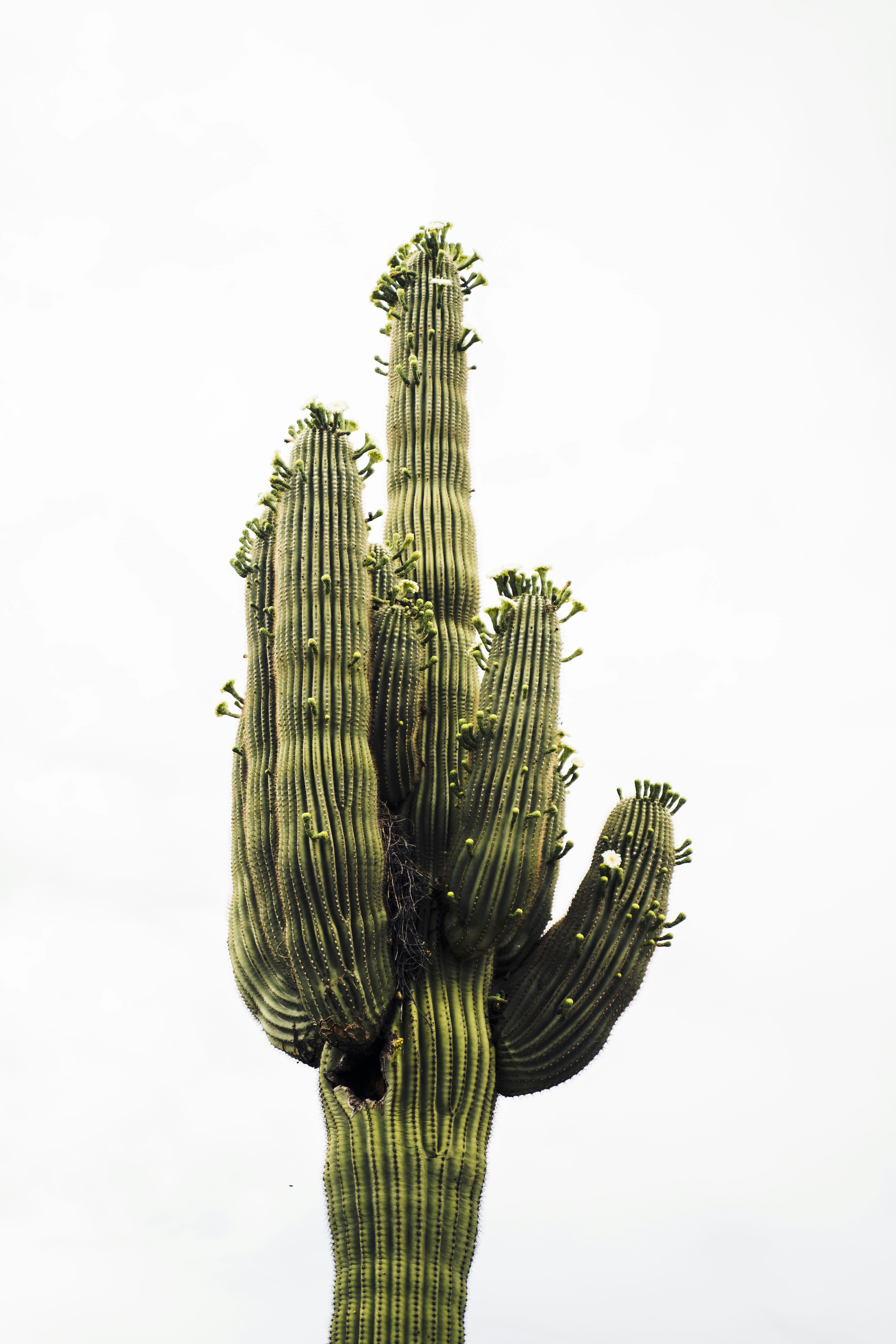 Saguaro Cactus Against Pale Sky