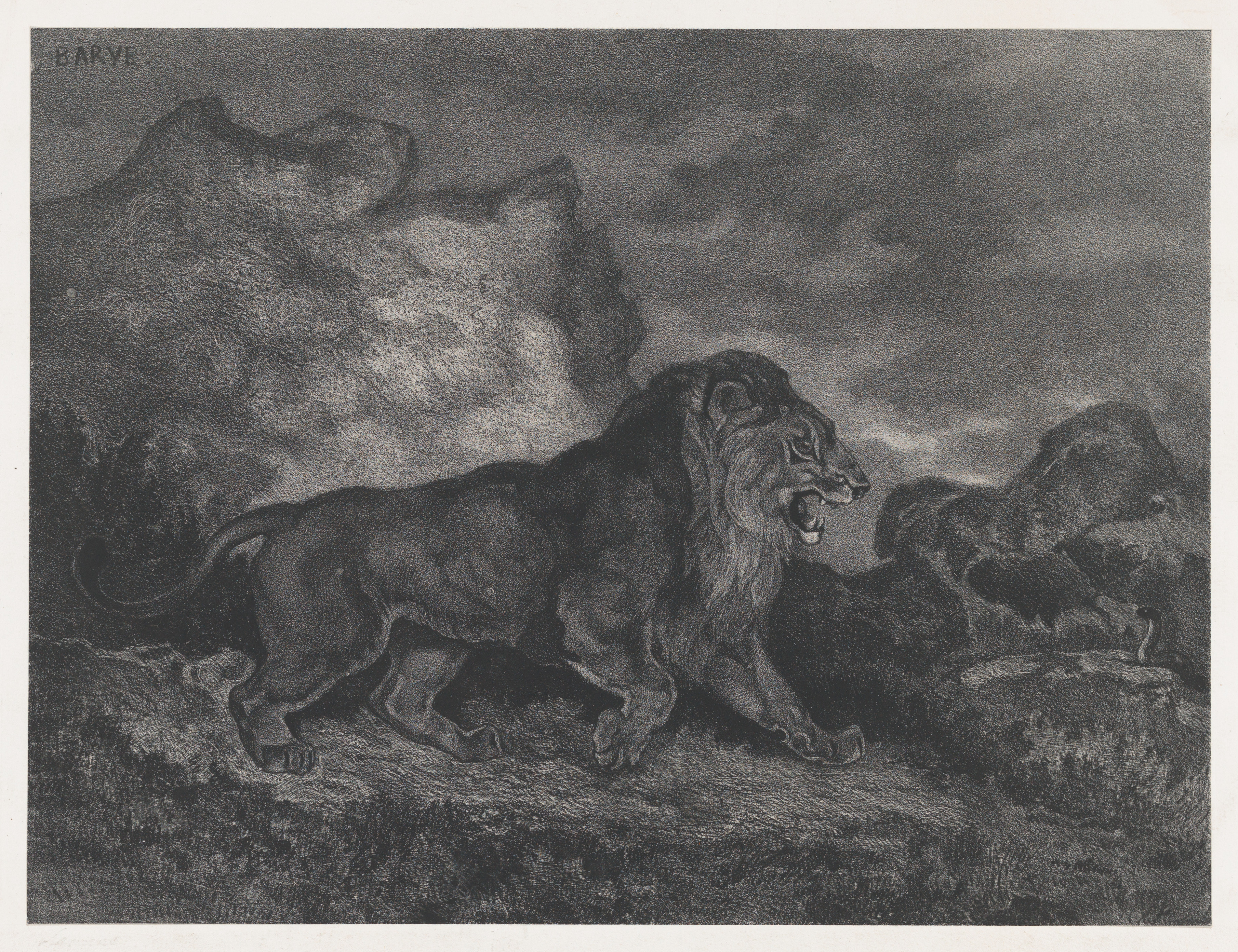 Roaring Lion on Rocky Terrain