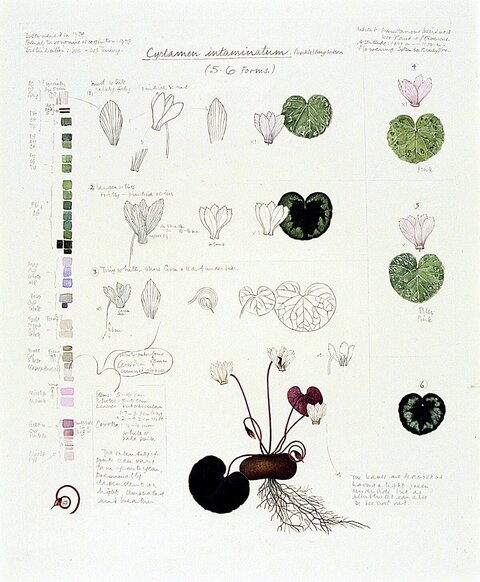 Cyclamen intaminatum Botanical Illustration
