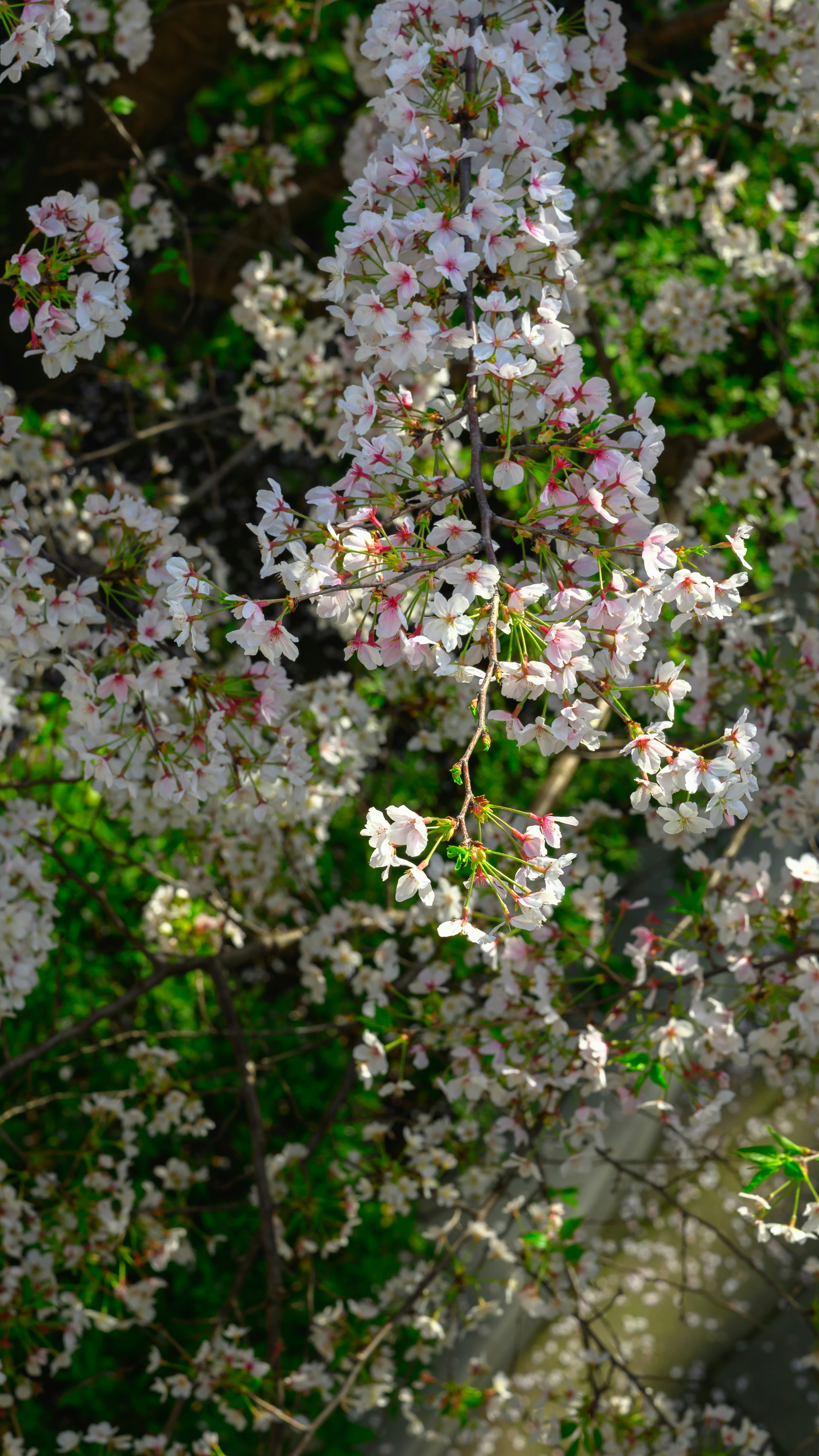 Blooming Weeping Cherry Blossoms