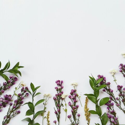 Dried Flower Border on White Background