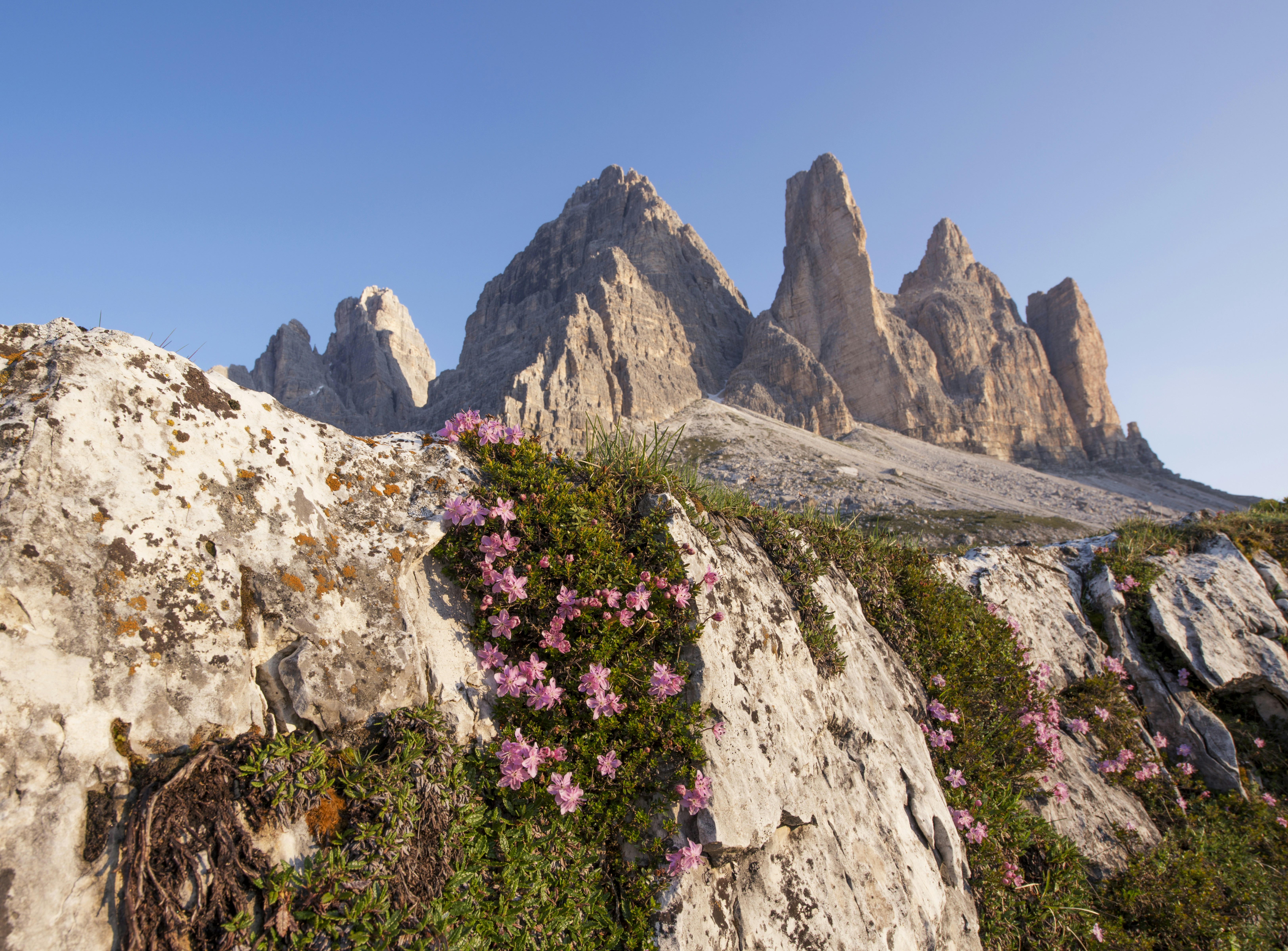 Mountain Peaks with Pink Wildflowers