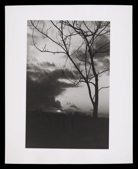 Bare Tree Silhouette at Dusk