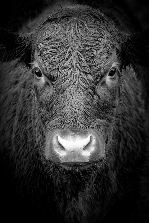 Close-up Portrait of a Cow