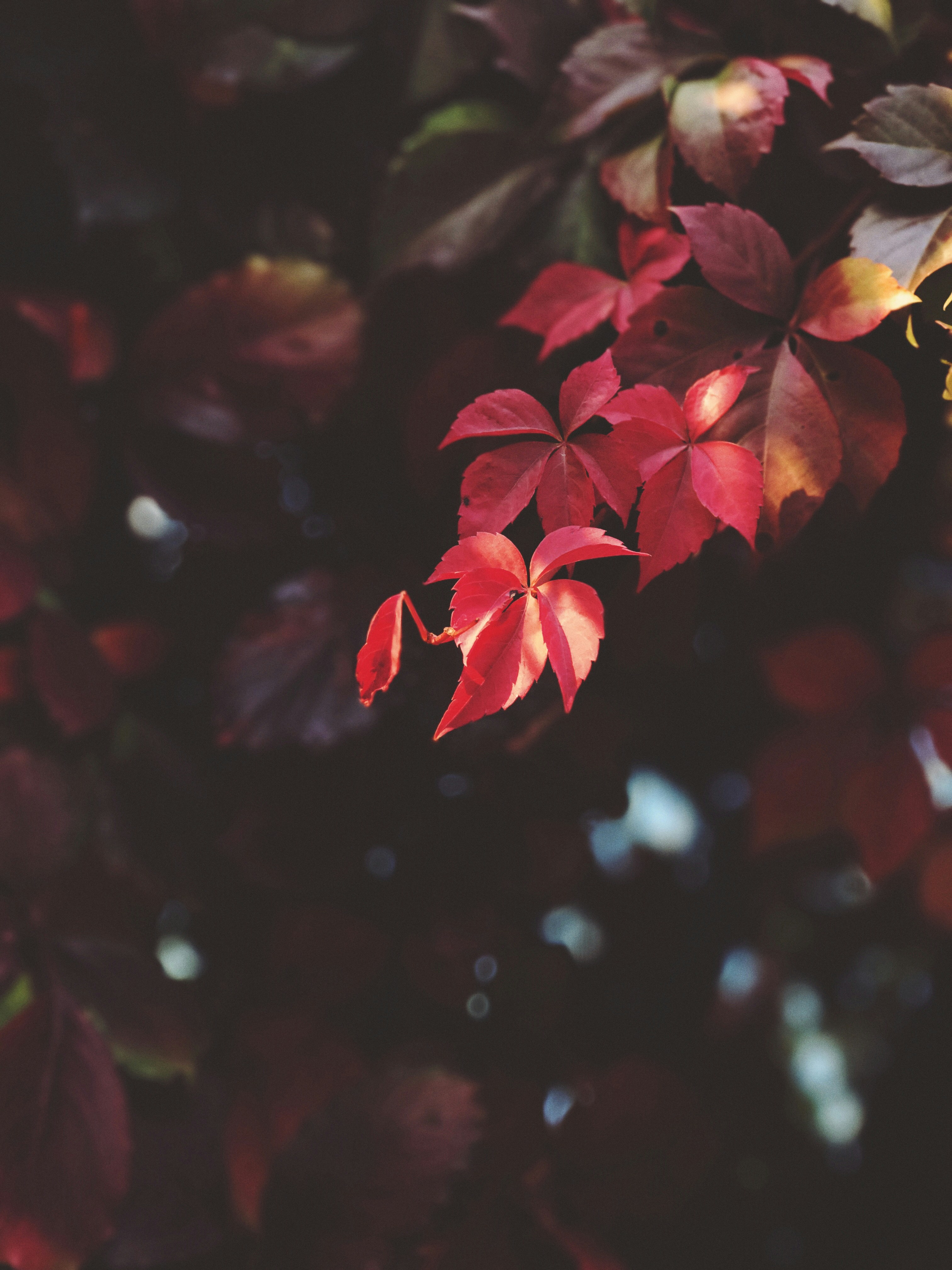 Autumn Red Ivy Leaves