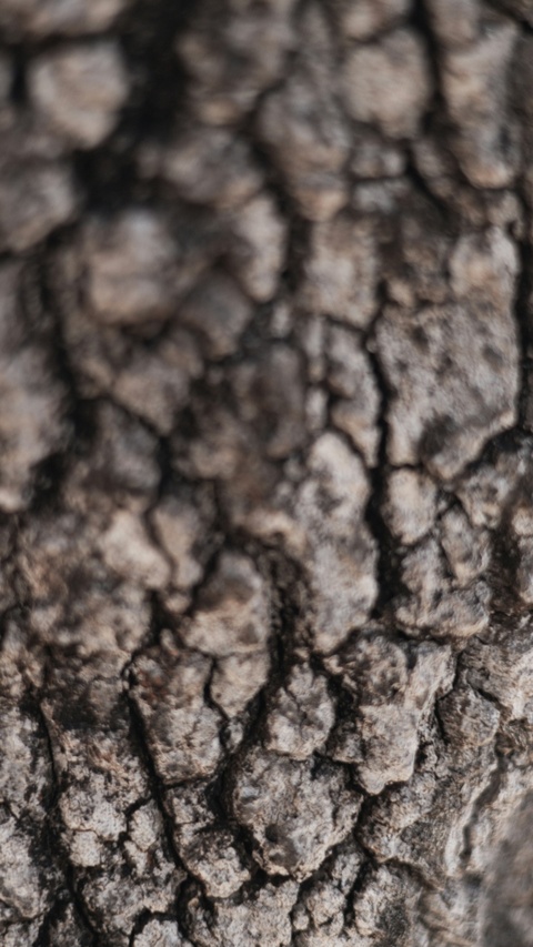 Close Up of Tree Bark