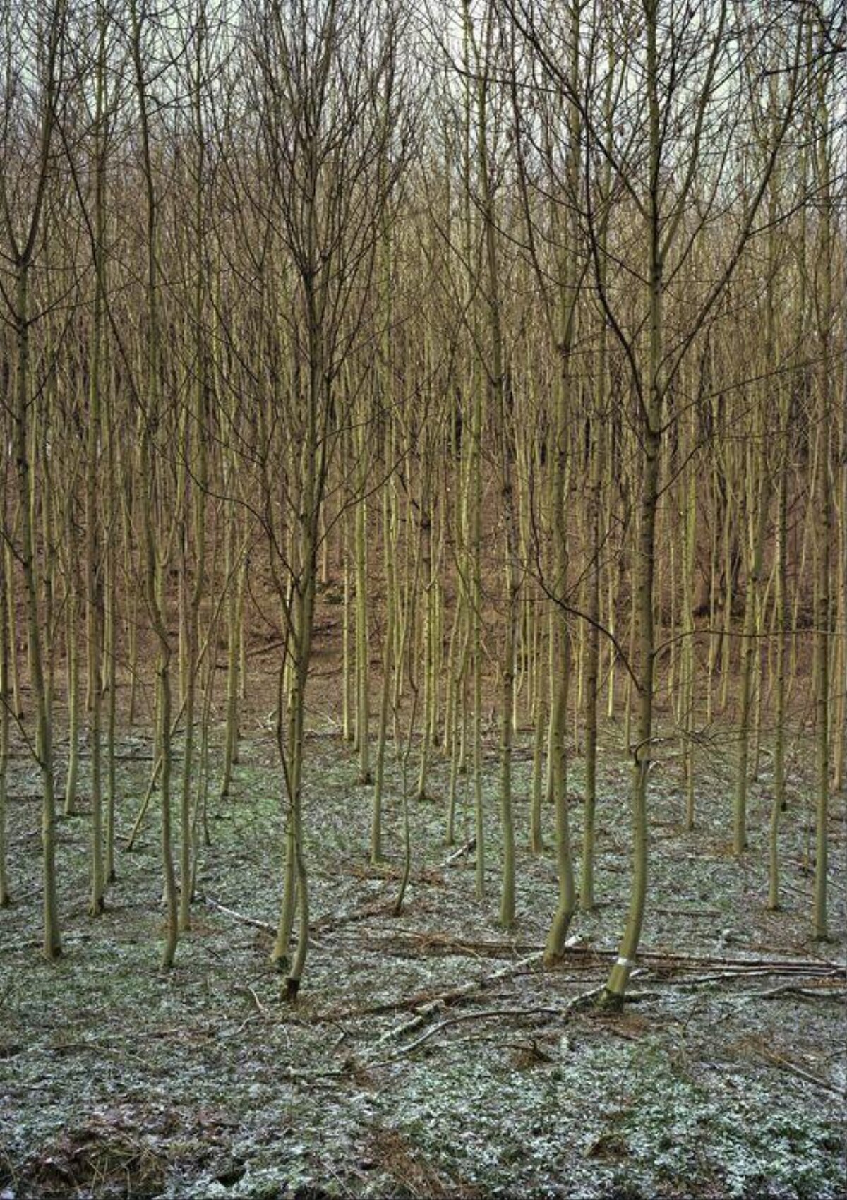 Dense Frosty Young Winter Forest — Scenery Wallpapers