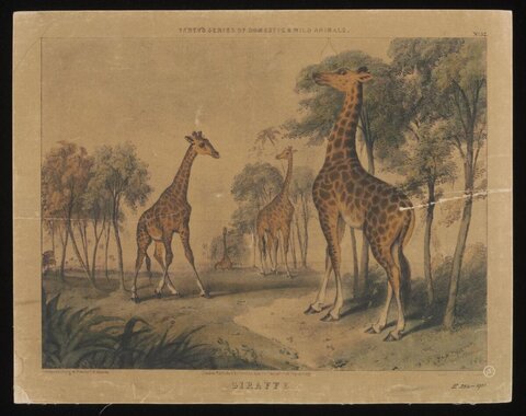 Antique Print of Giraffes in Landscape