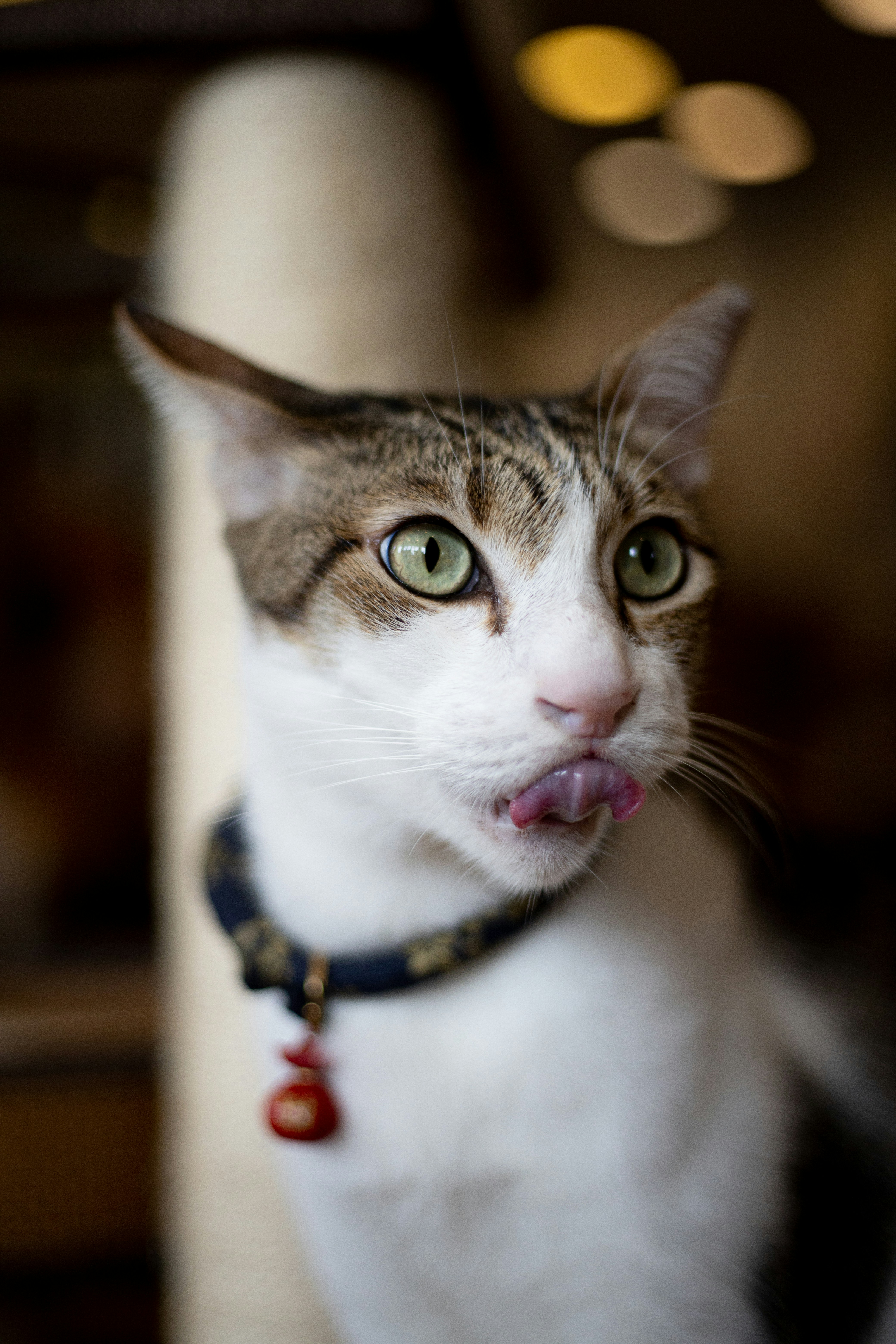 Tabby Cat Sticking Out Tongue — Avatars