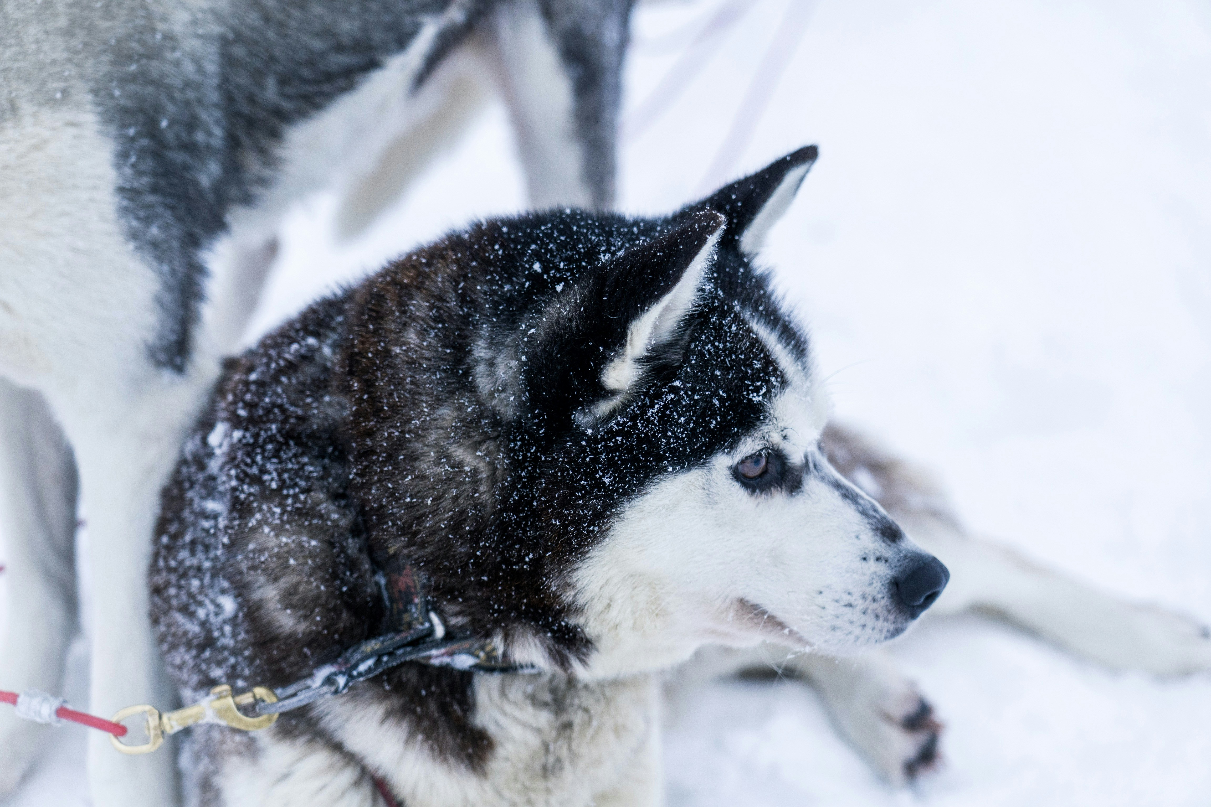 Siberian Husky Resting in Snow