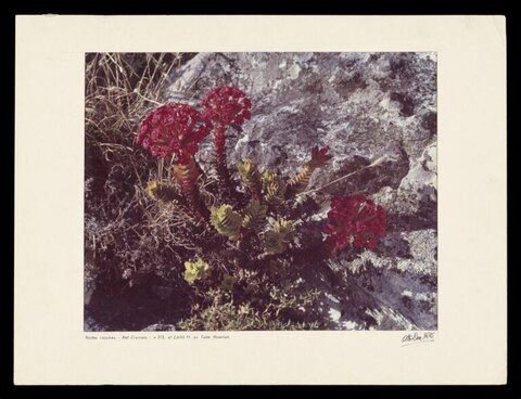 Red Crassula on Table Mountain