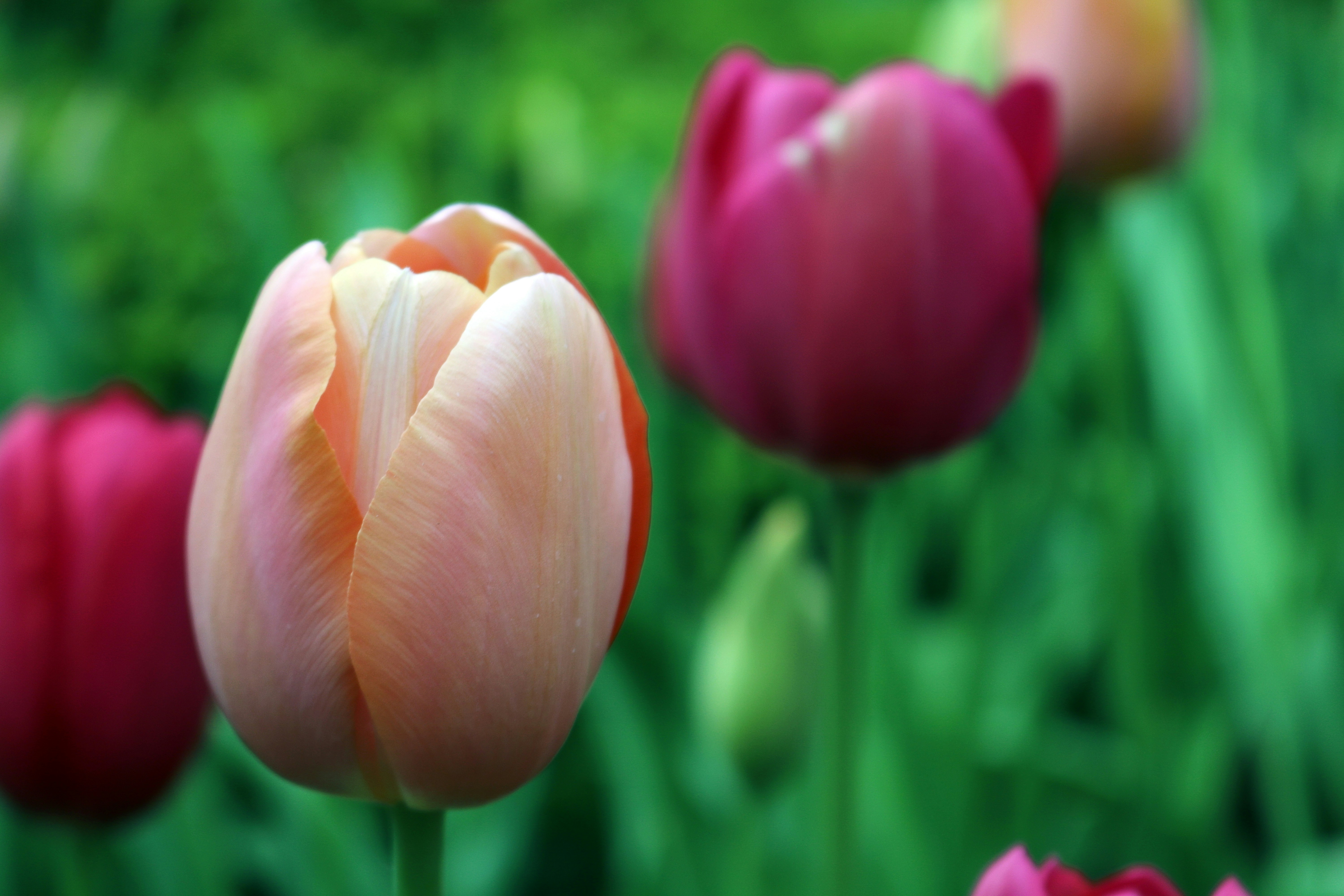 Close-up of Blooming Tulips