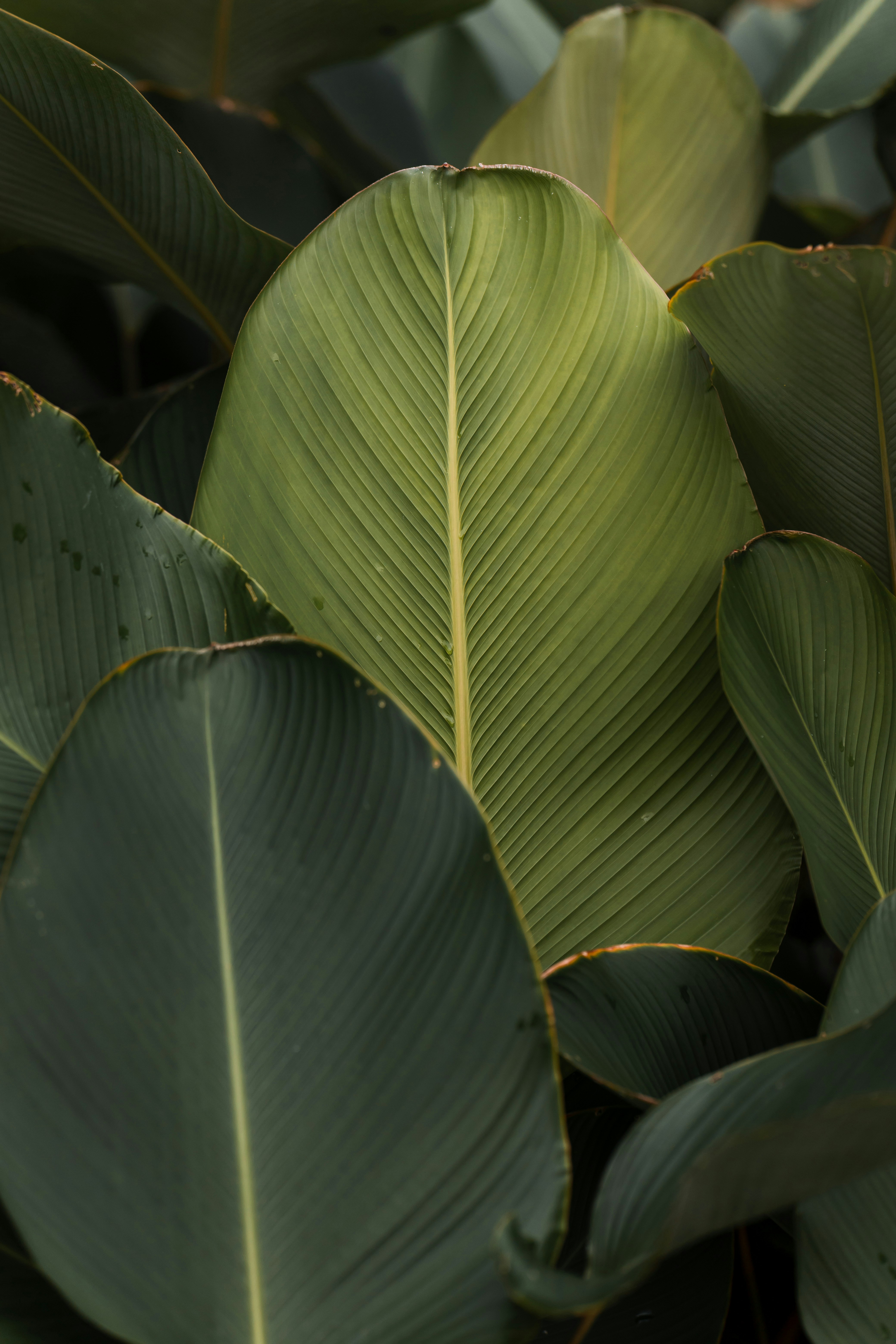 Close Up of Broad Green Leaves