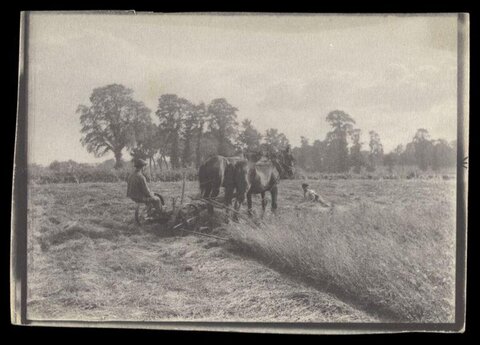 Horse Drawn Ploughing in Farm Field