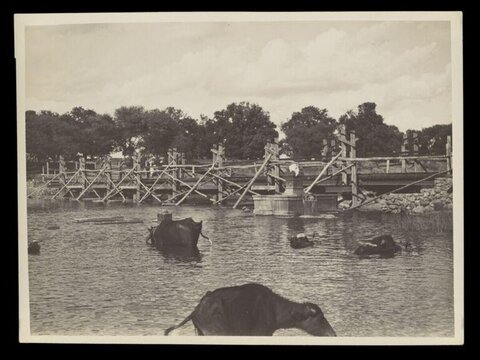 Cattle Bathing by Unfinished Wooden Bridge