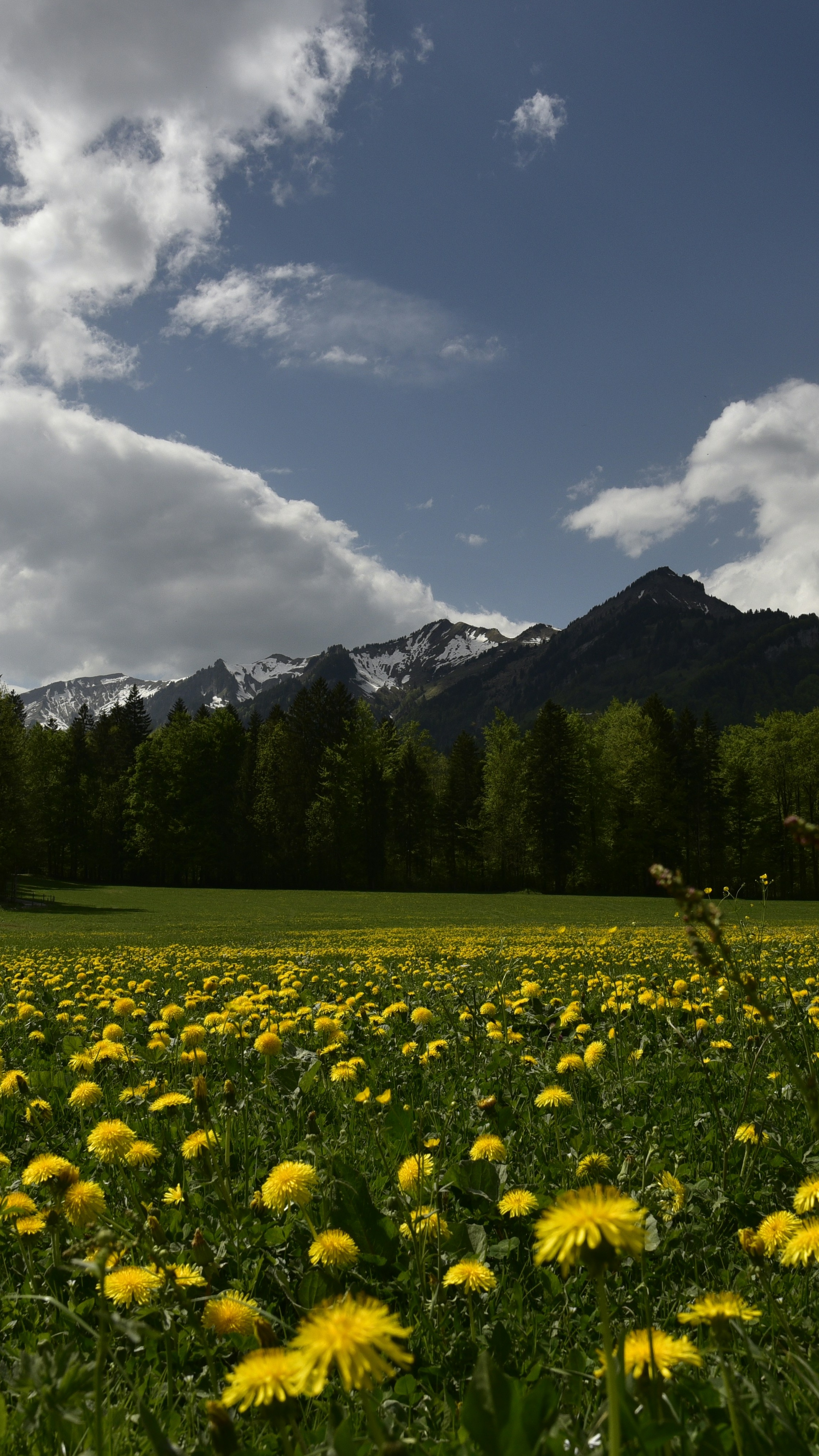 Dandelion Meadow Before Snowy Mountains