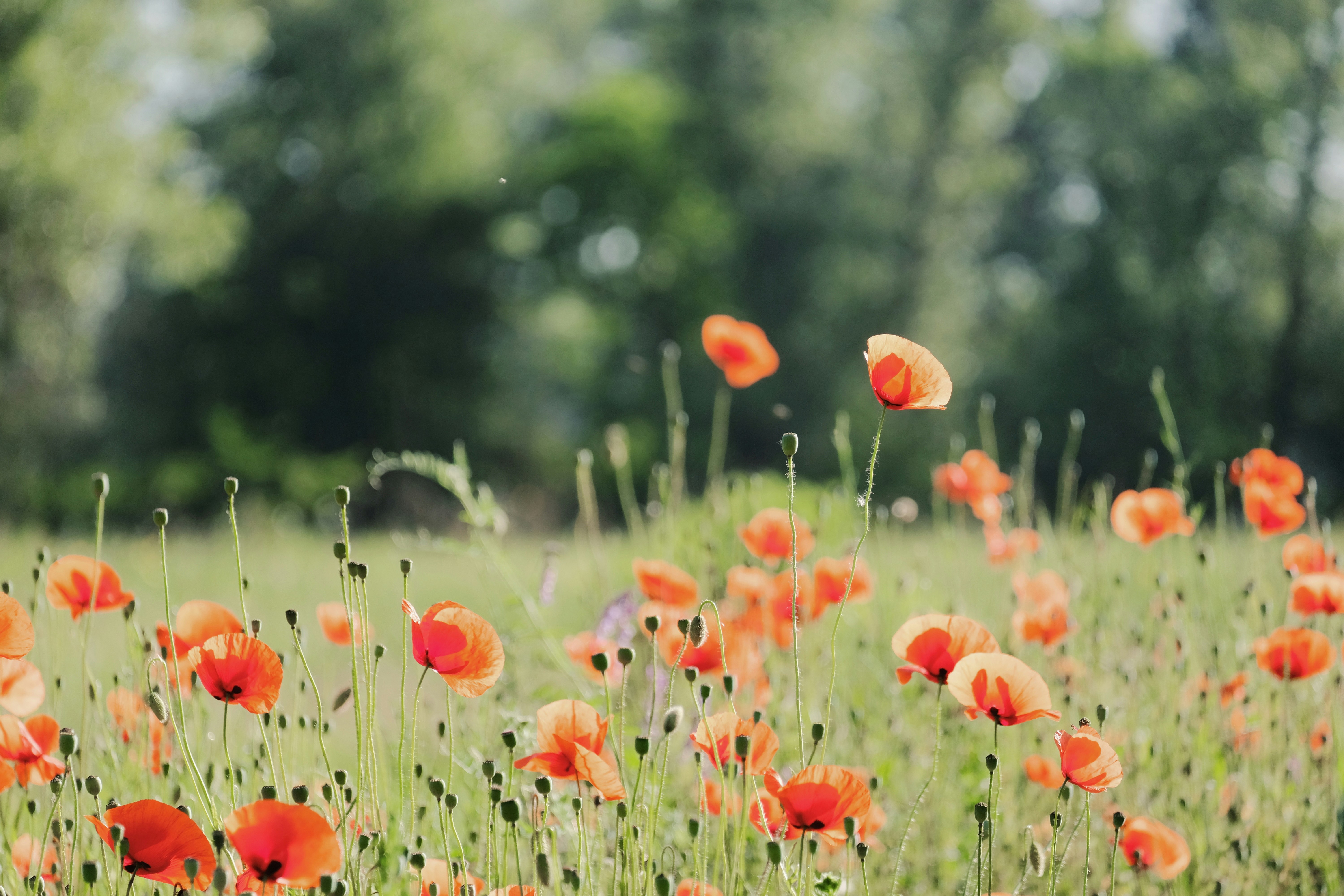 Poppy Field in Sunlight — Scenery Wallpapers