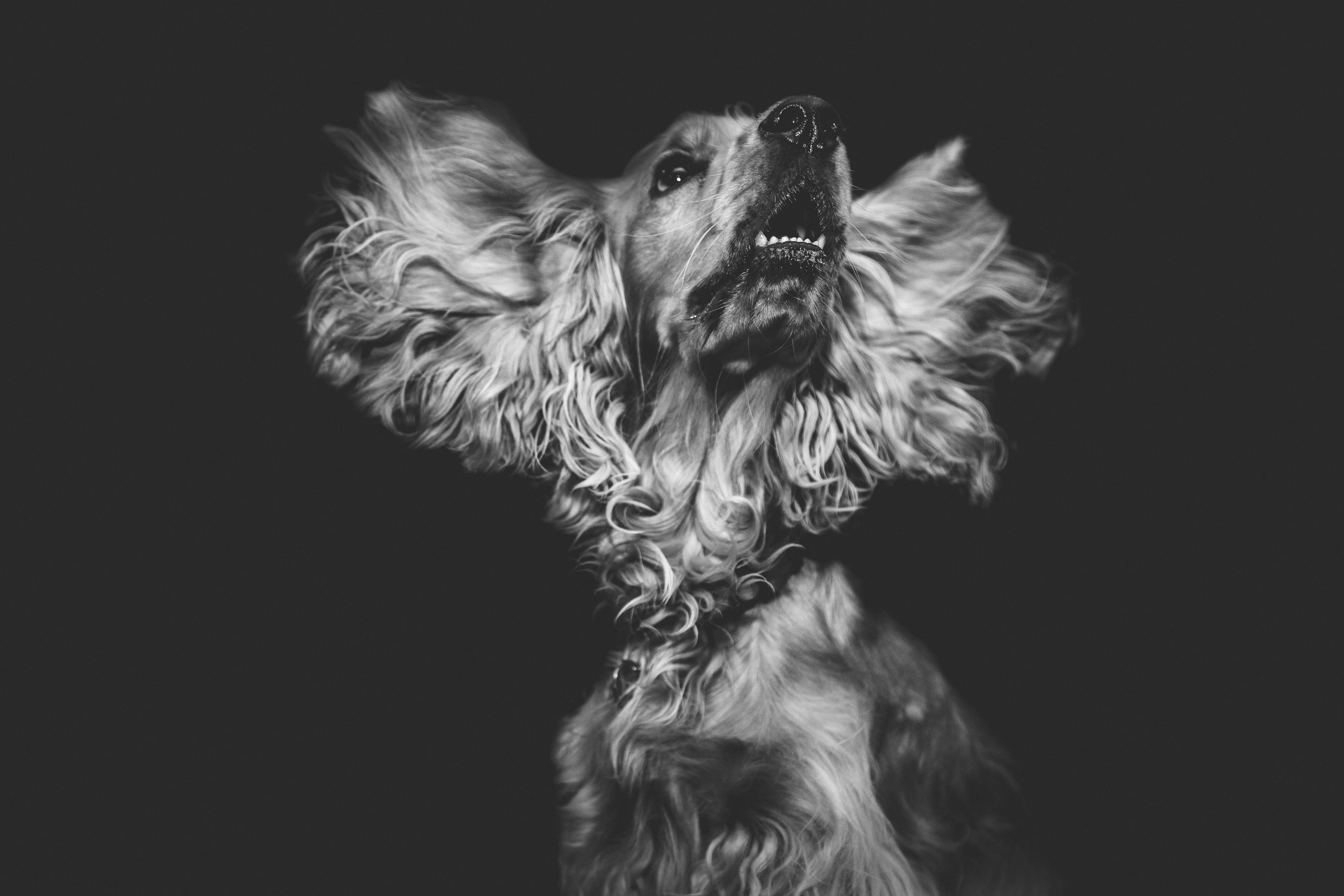 Cocker Spaniel Shaking Its Head