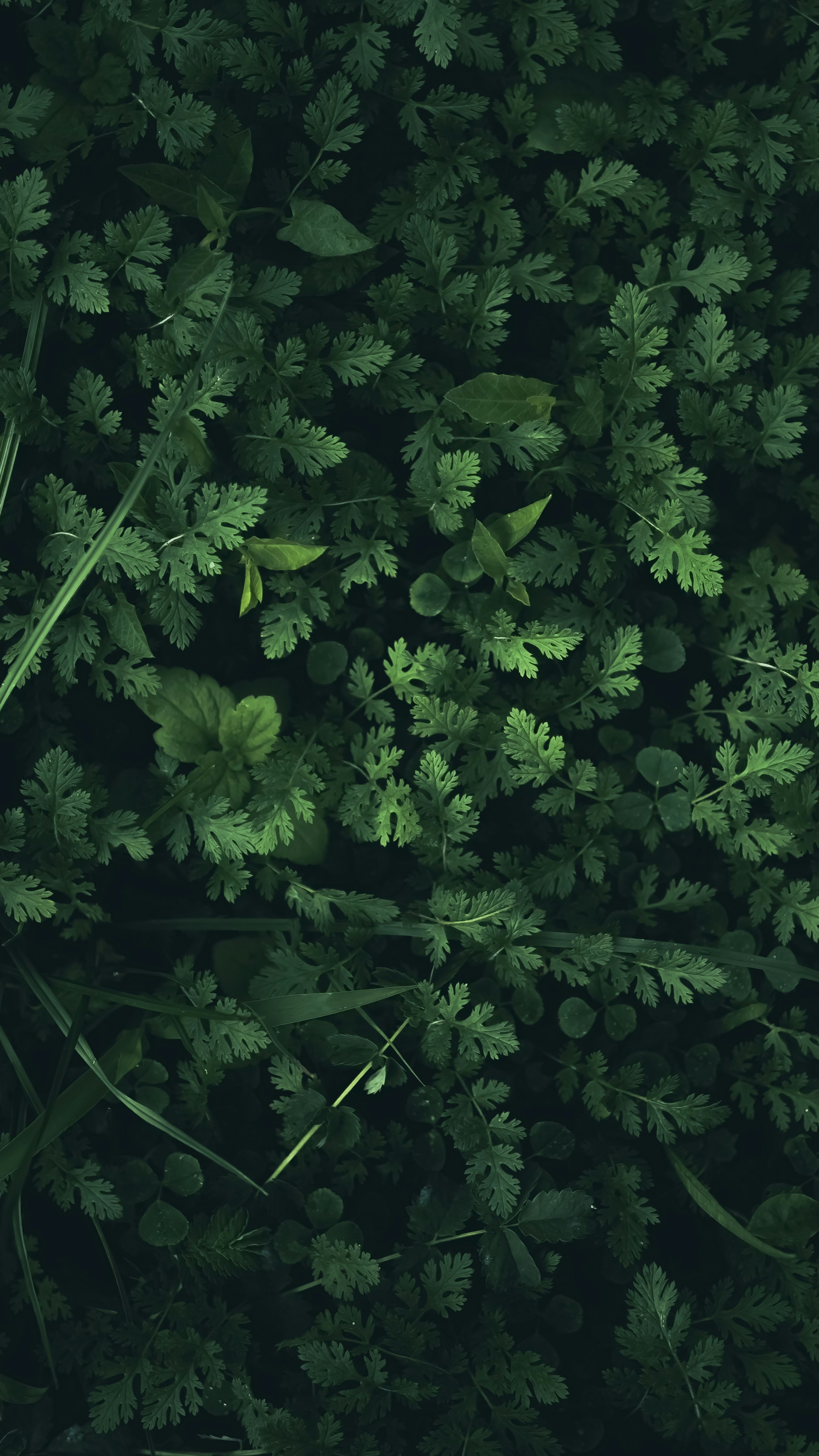 Wallpapers