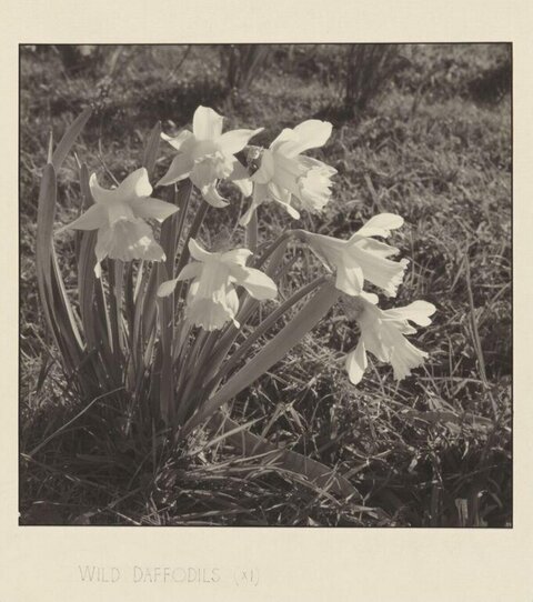 Wild Daffodils