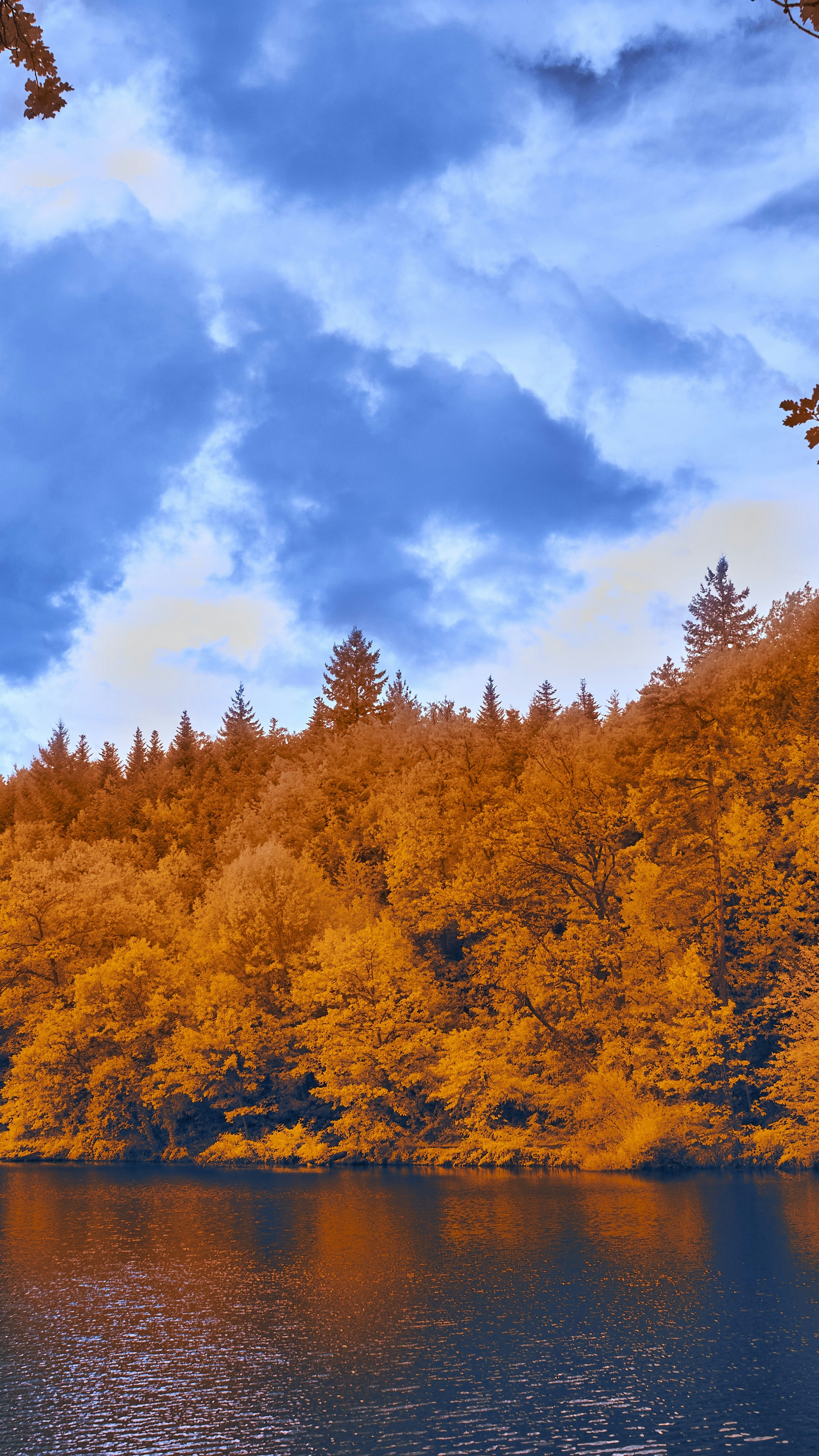 Autumn Forest by Calm Lake