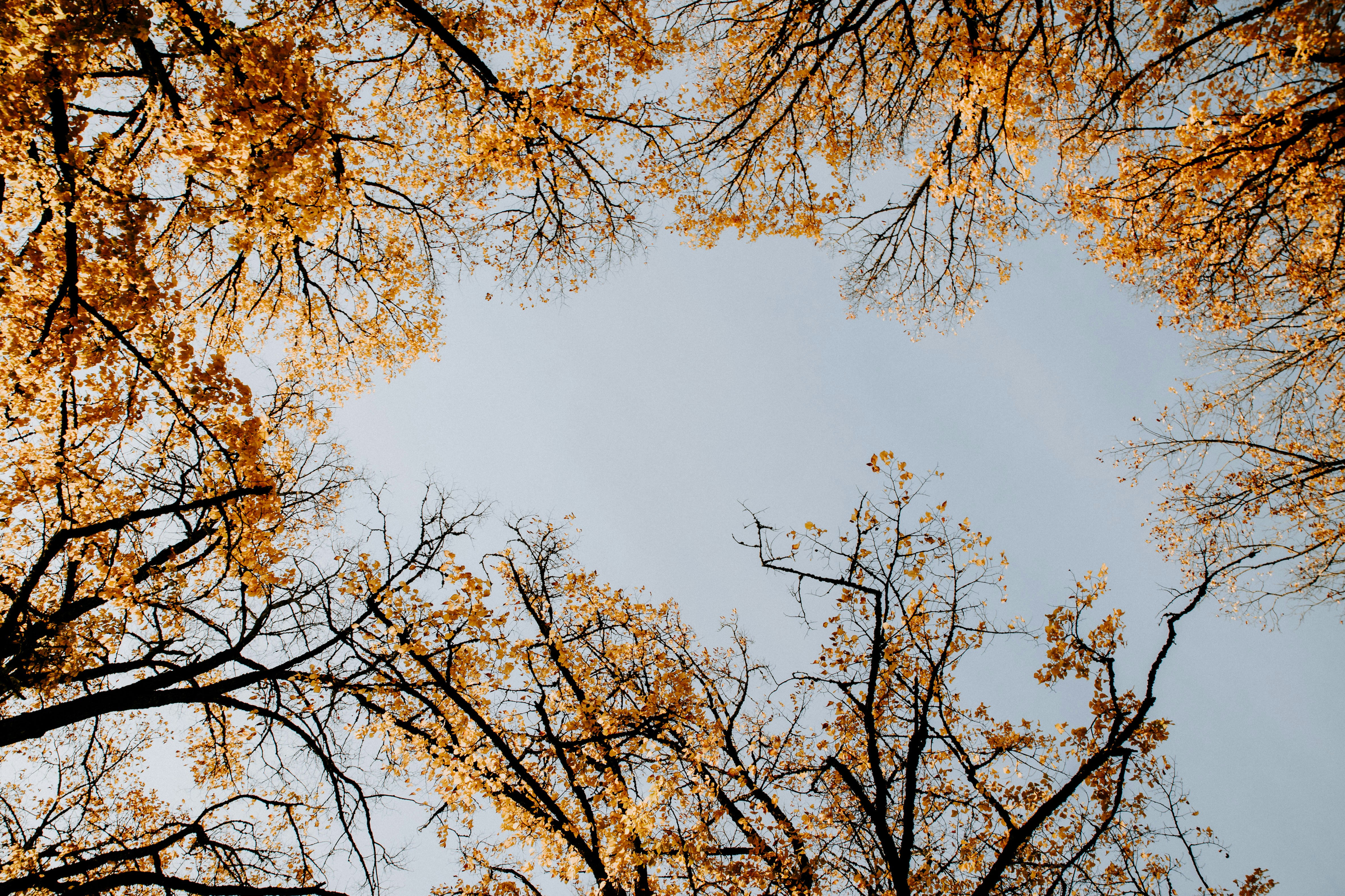 Looking Up At Autumn Trees
