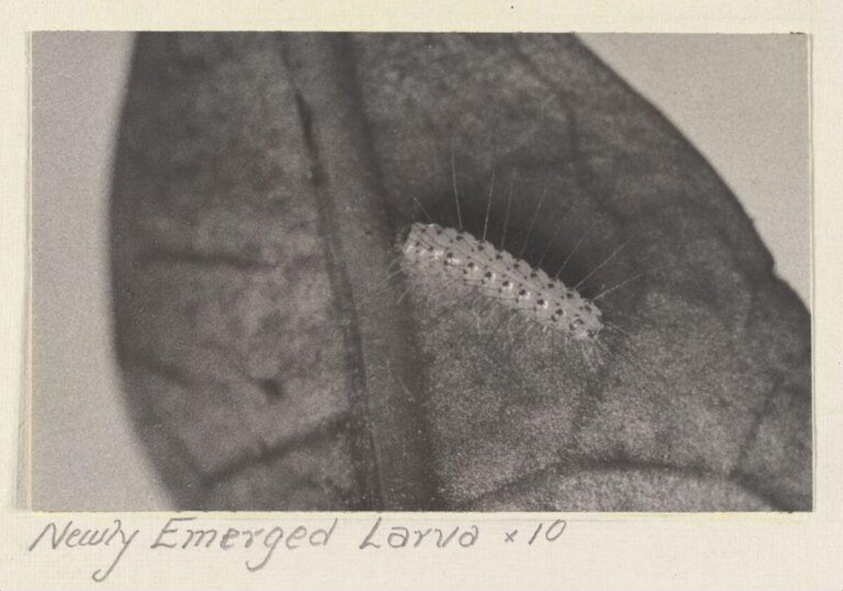 Newly Emerged Larva at 10x Magnification — Animal Encyclopedia