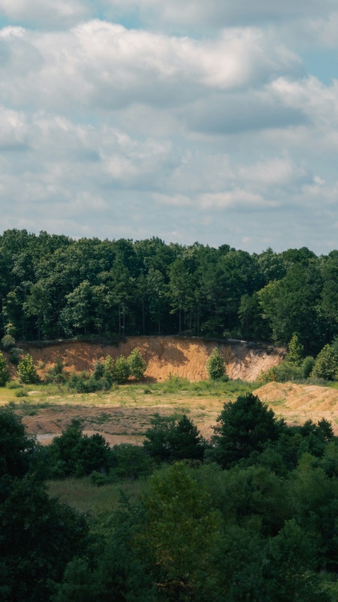 Eroded Sand Cliff in Wooded Landscape