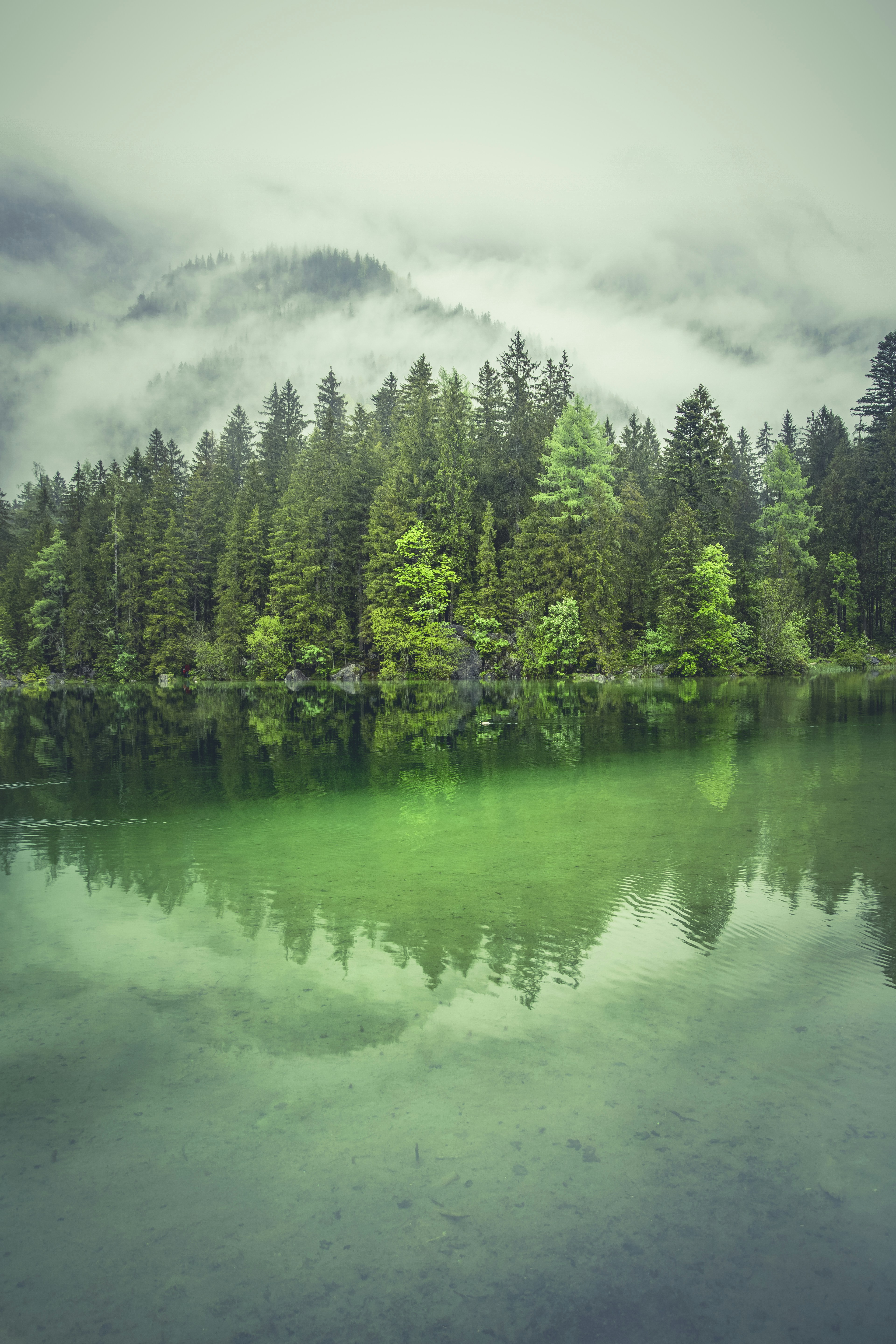 Misty Forest Lake Reflection