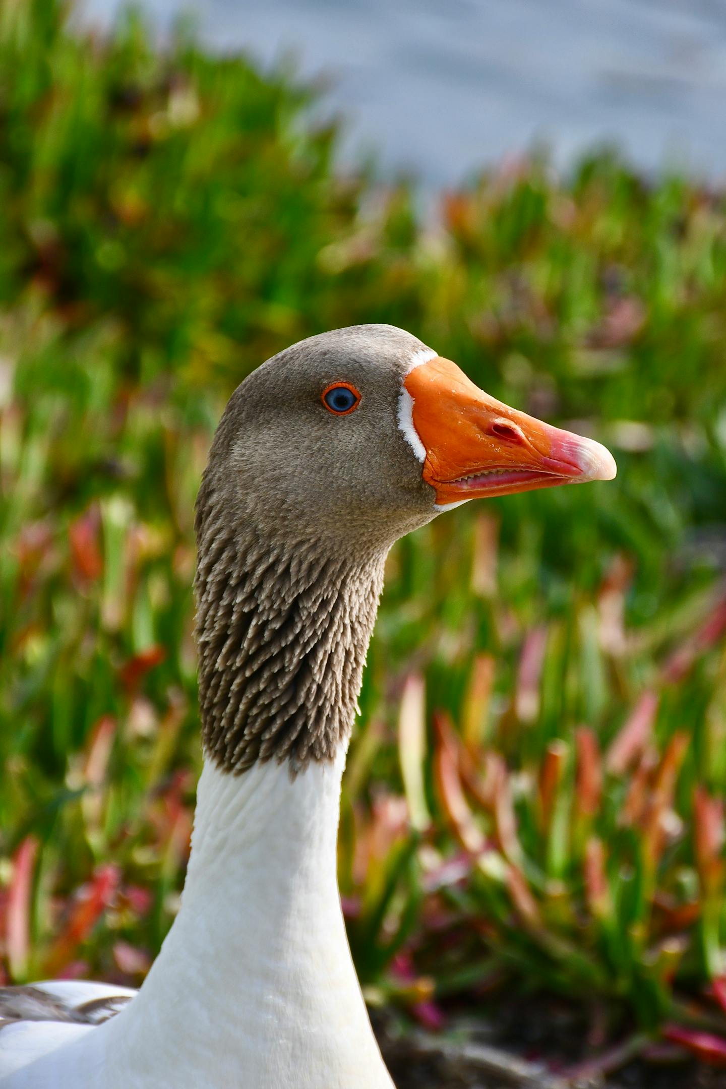 Close Up Portrait of a Goose