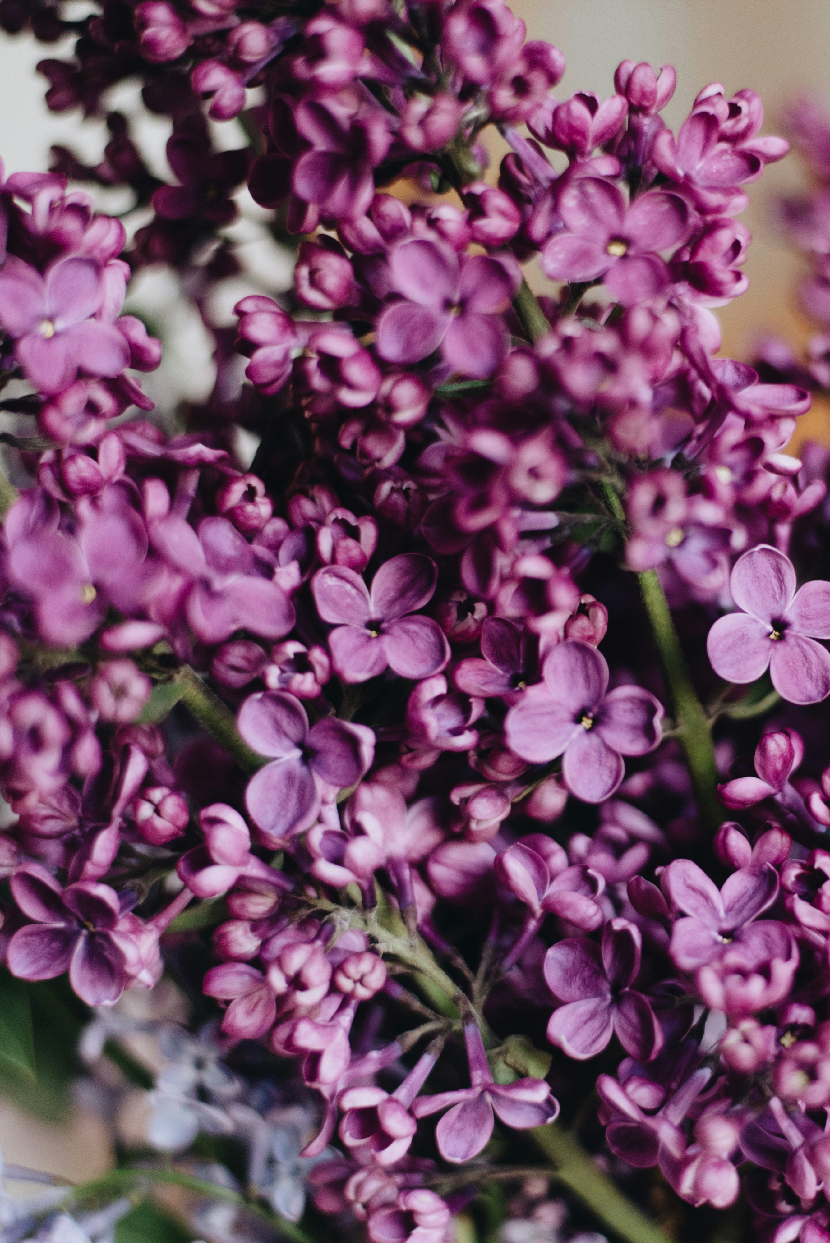 Close-up of Purple Lilac Flowers