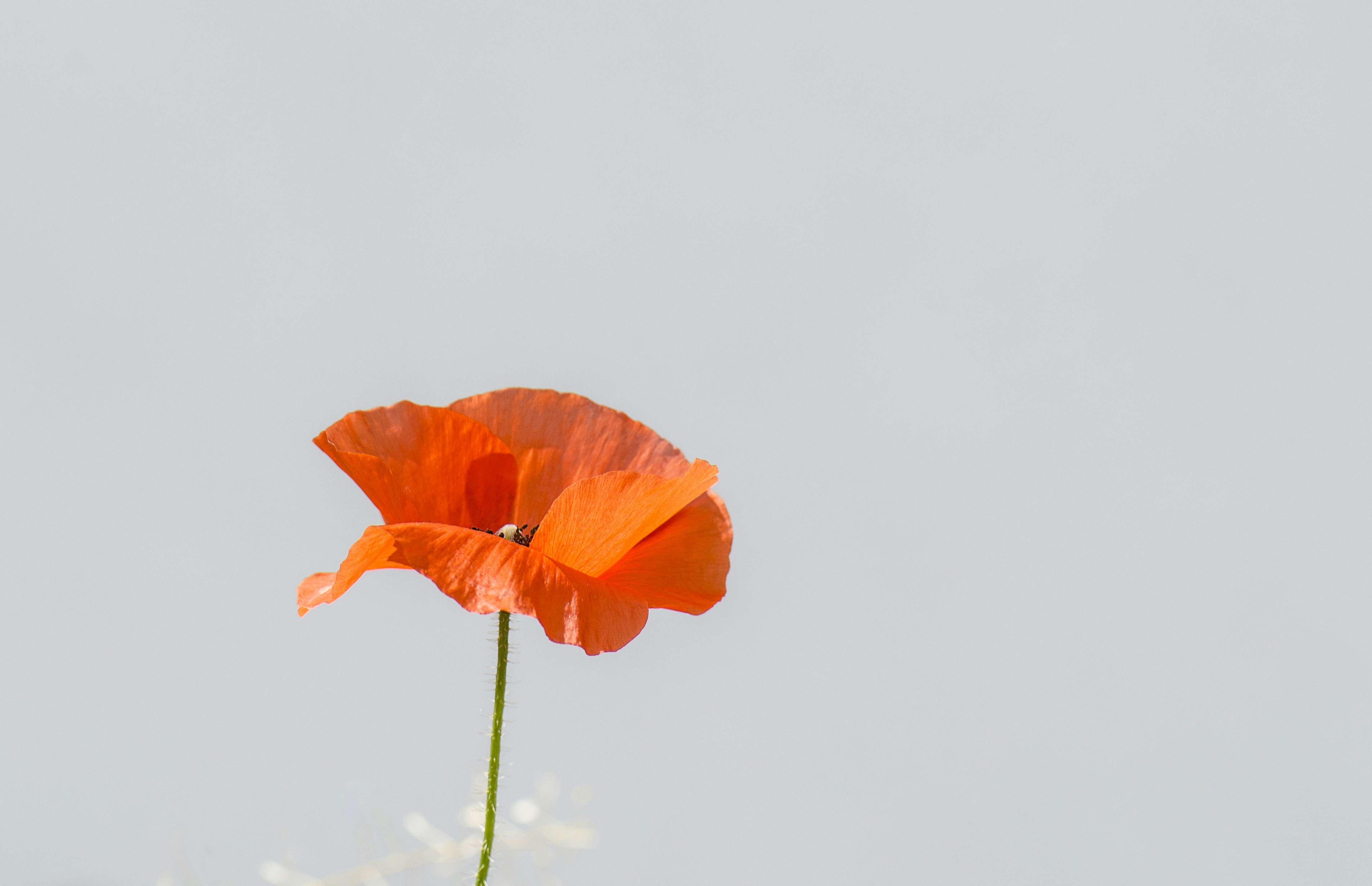 Orange Poppy Against Pale Sky