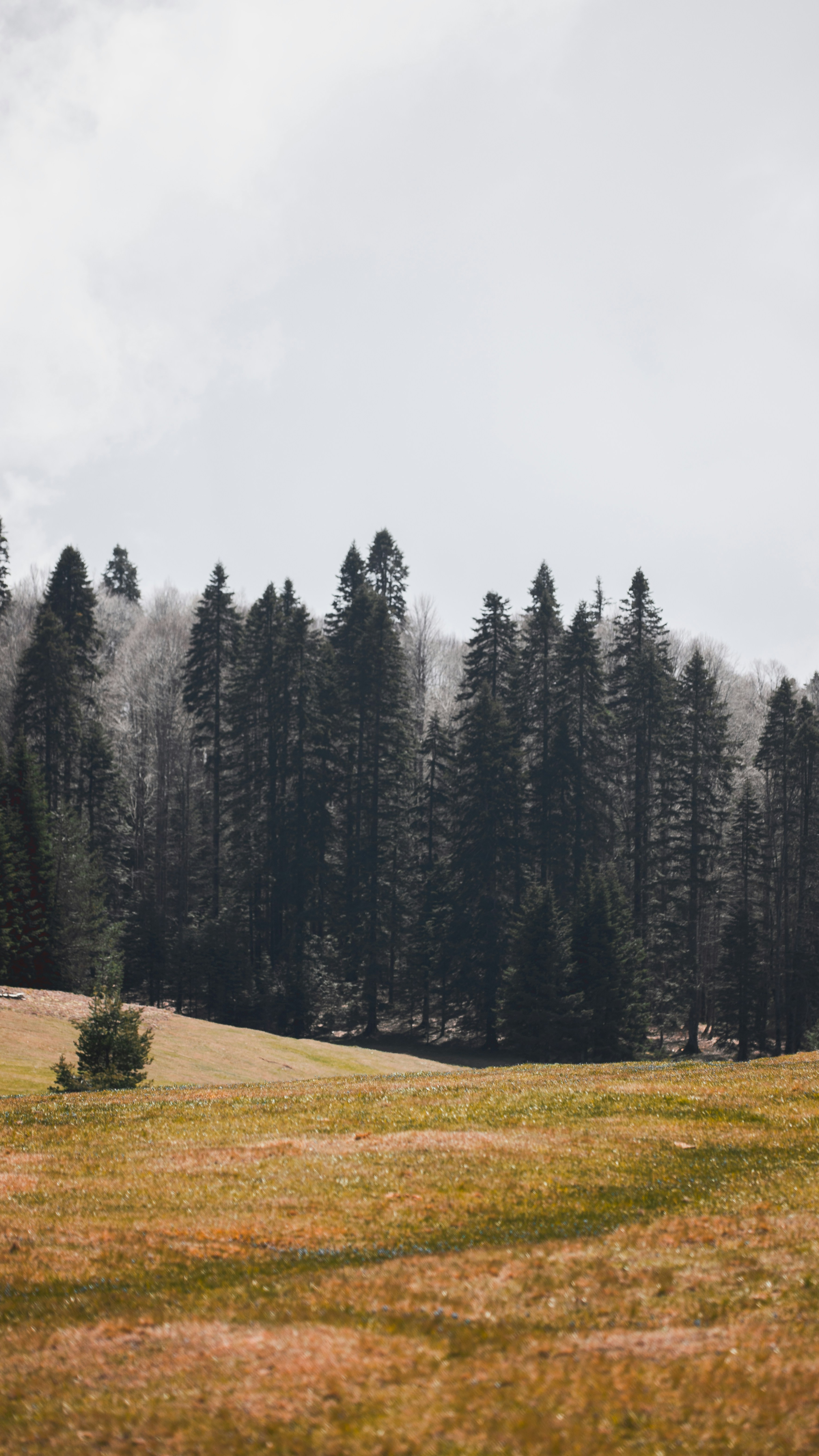 Grassy Meadow Before Pine Forest