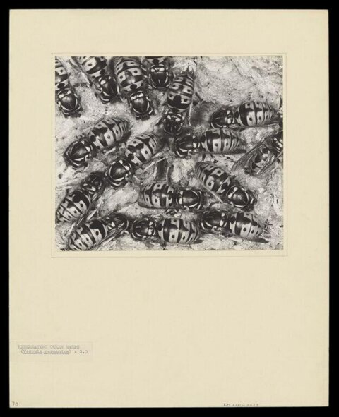 Hibernating Queen Wasps