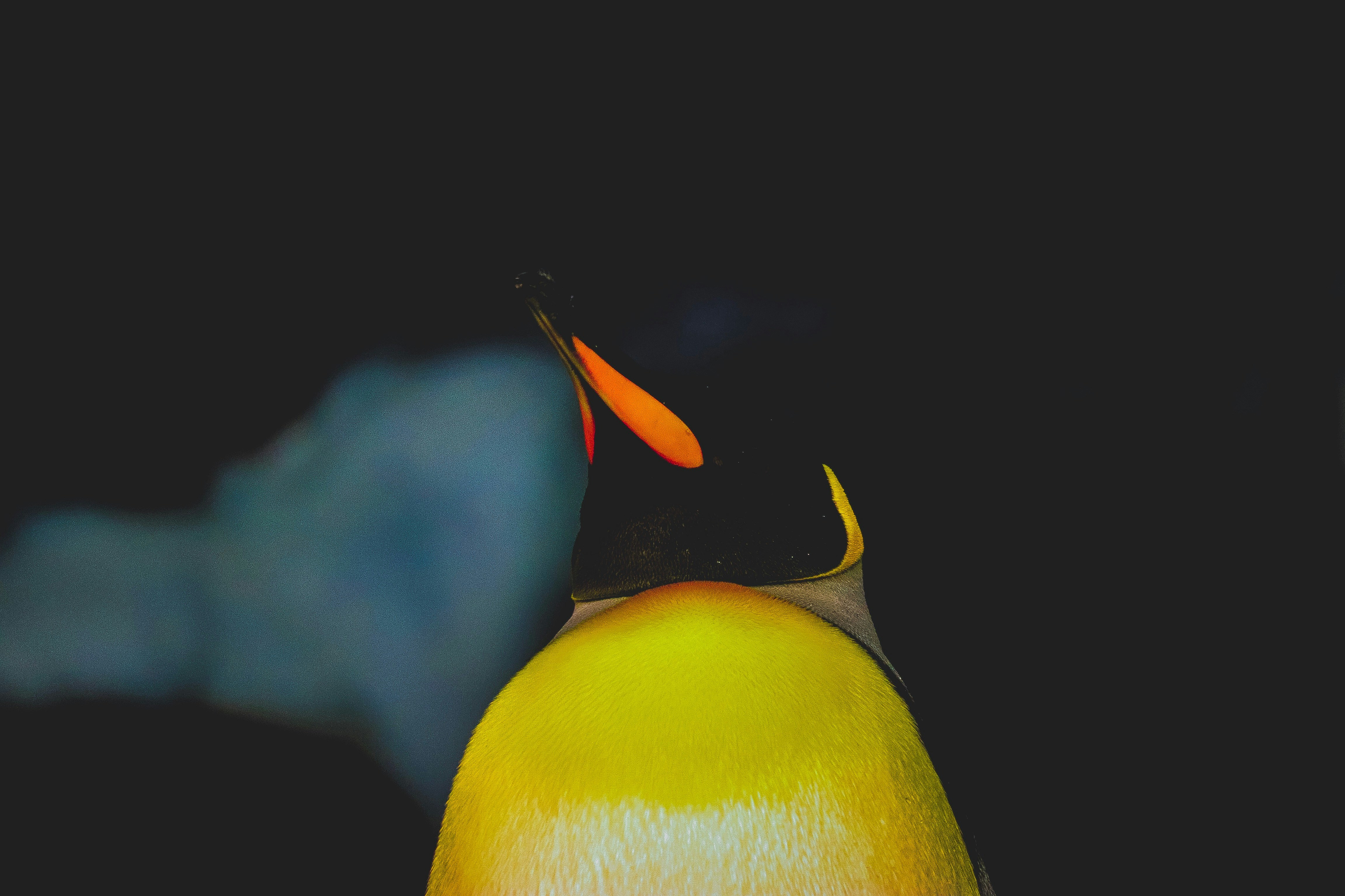 Close-up of King Penguin