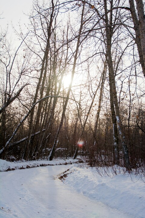 Sunlight Over Snowy Forest Path