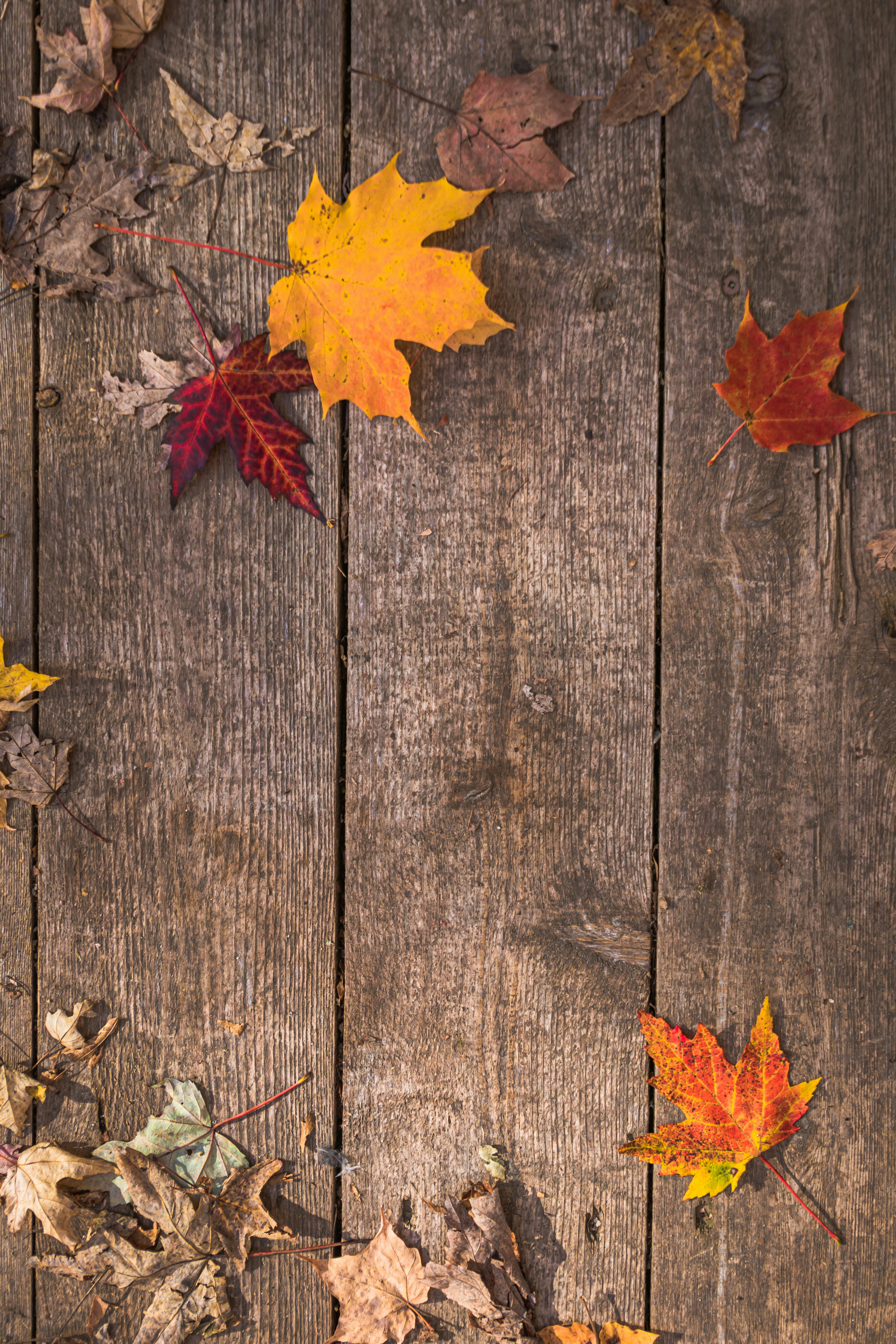 Maple Leaves on Old Wooden Planks