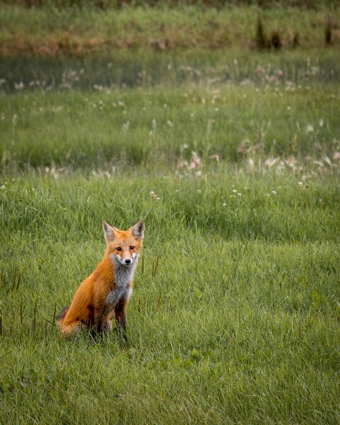 Red Fox Sitting In Green Grass