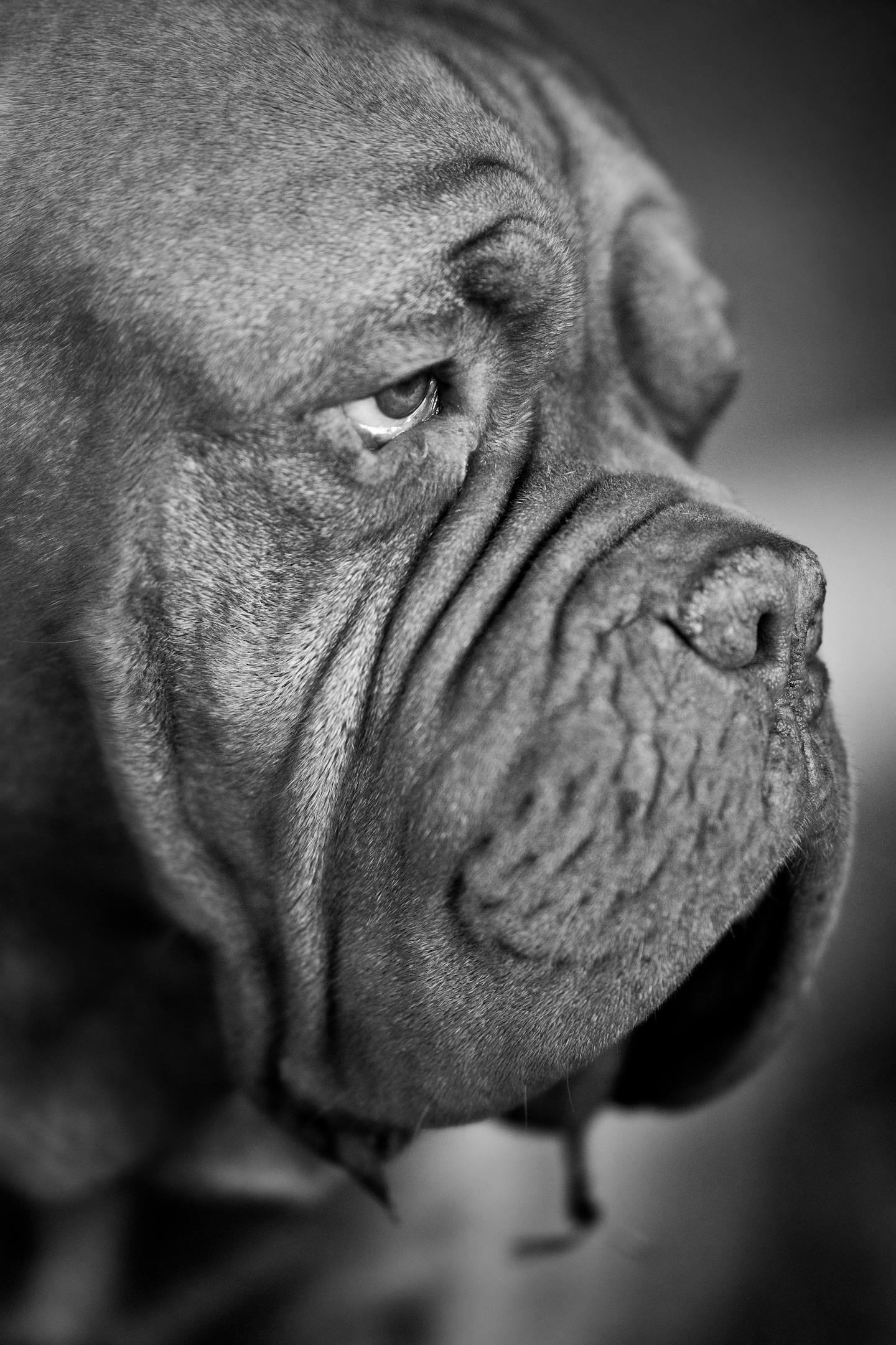 Close-Up of Wrinkled Mastiff Dog