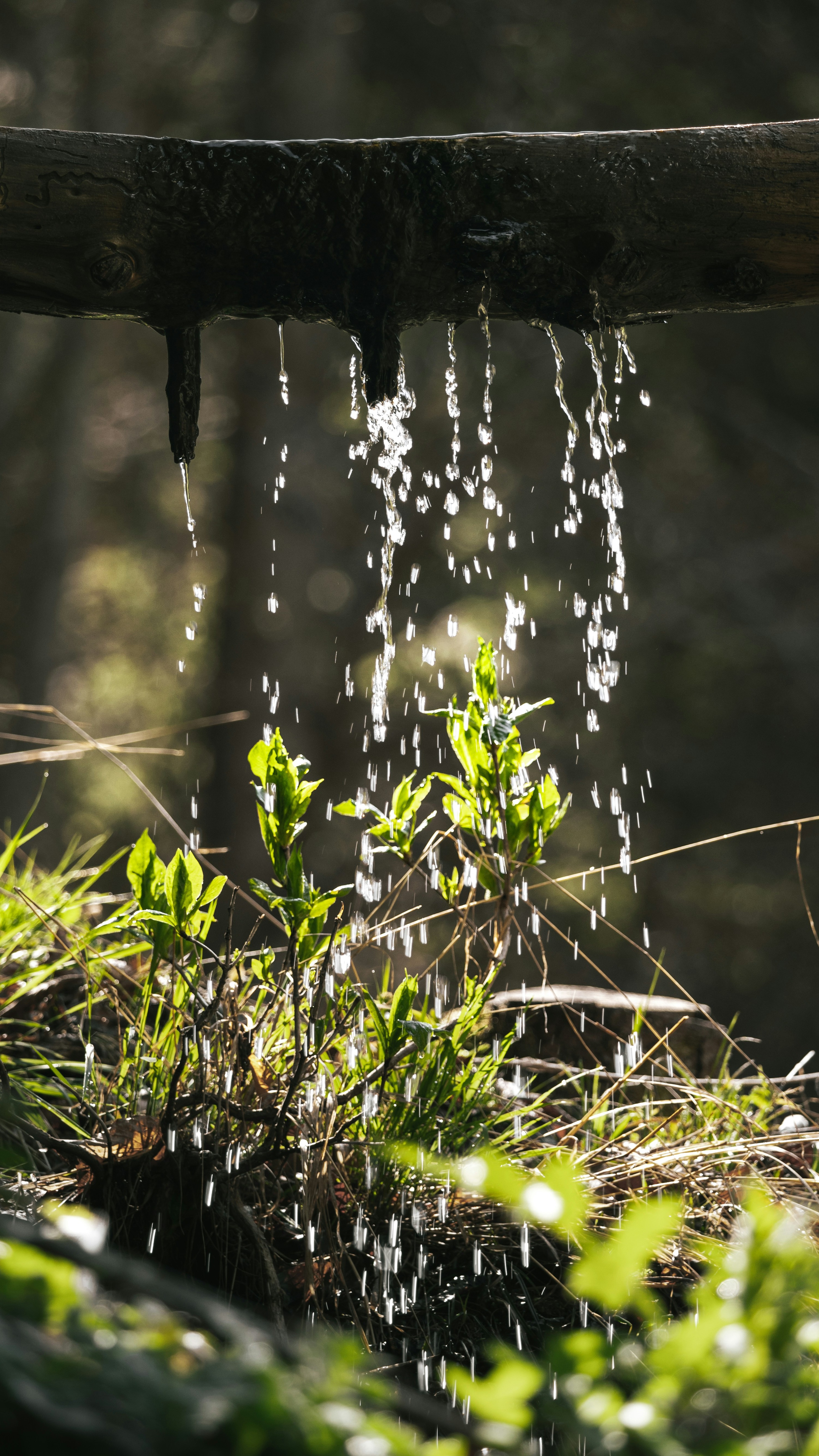 Forest & Flora
