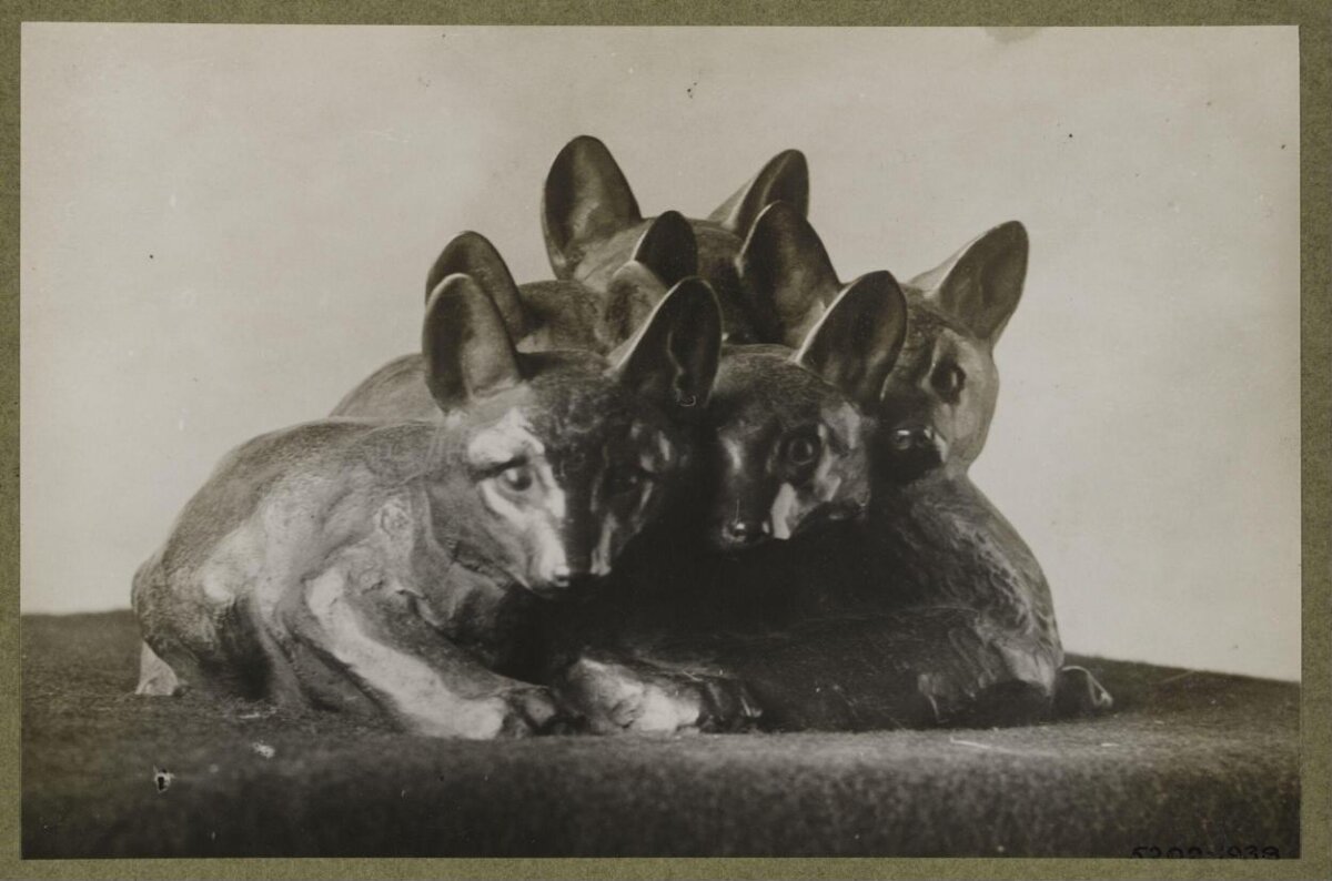 Five Young Thylacine Pups Huddled Together