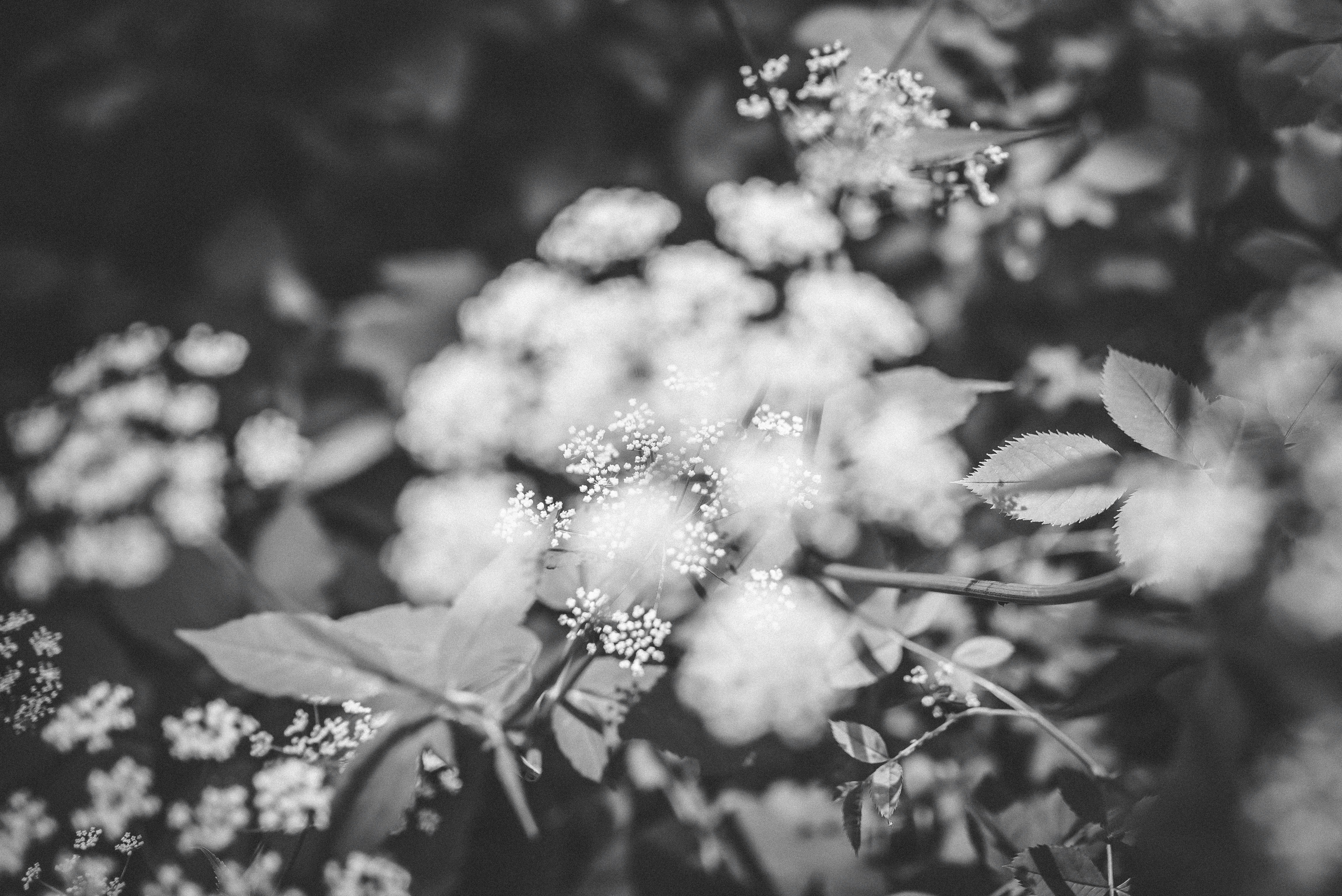 Black and White Wild Small Flowers Close-up