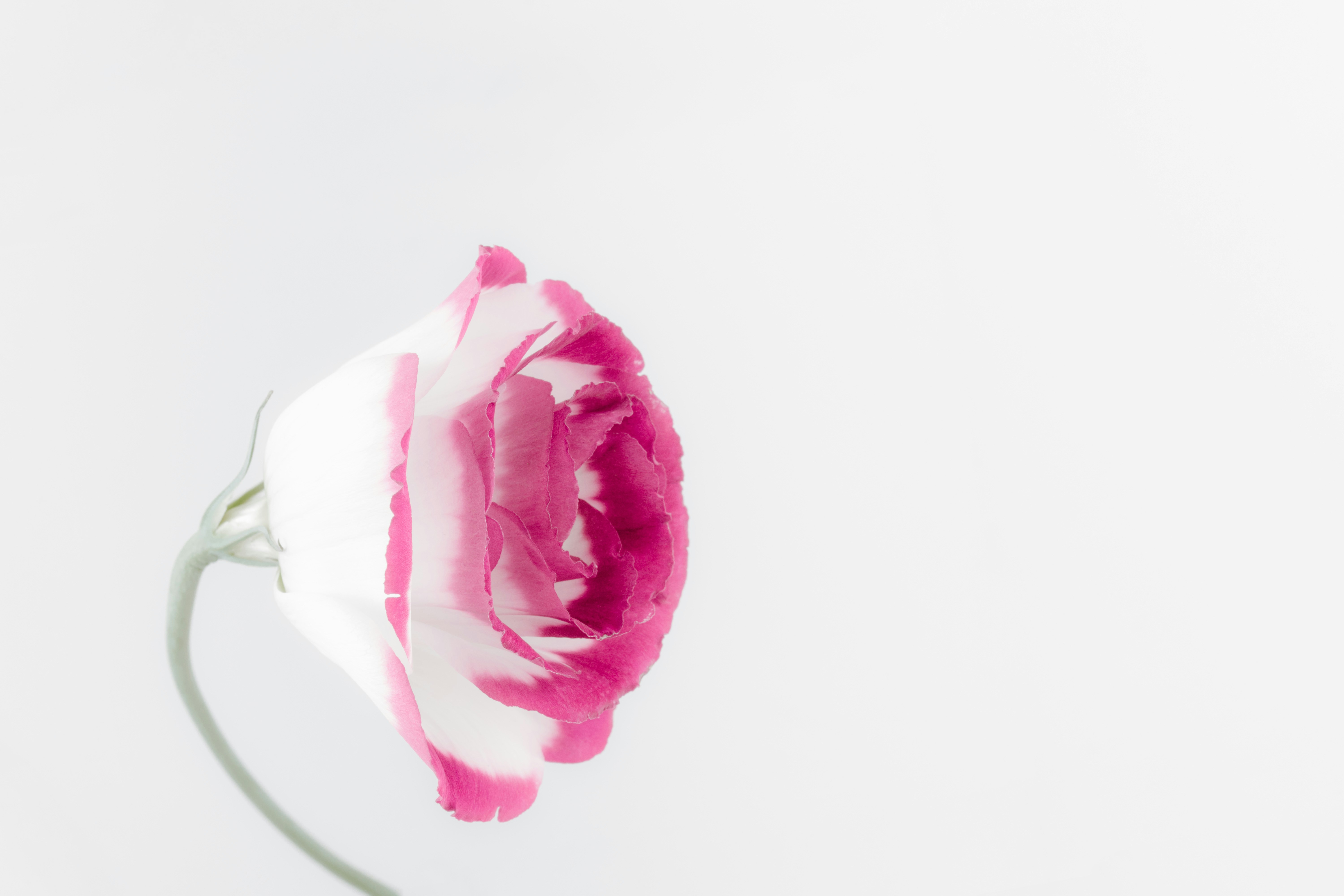 Pink Edged White Lisianthus