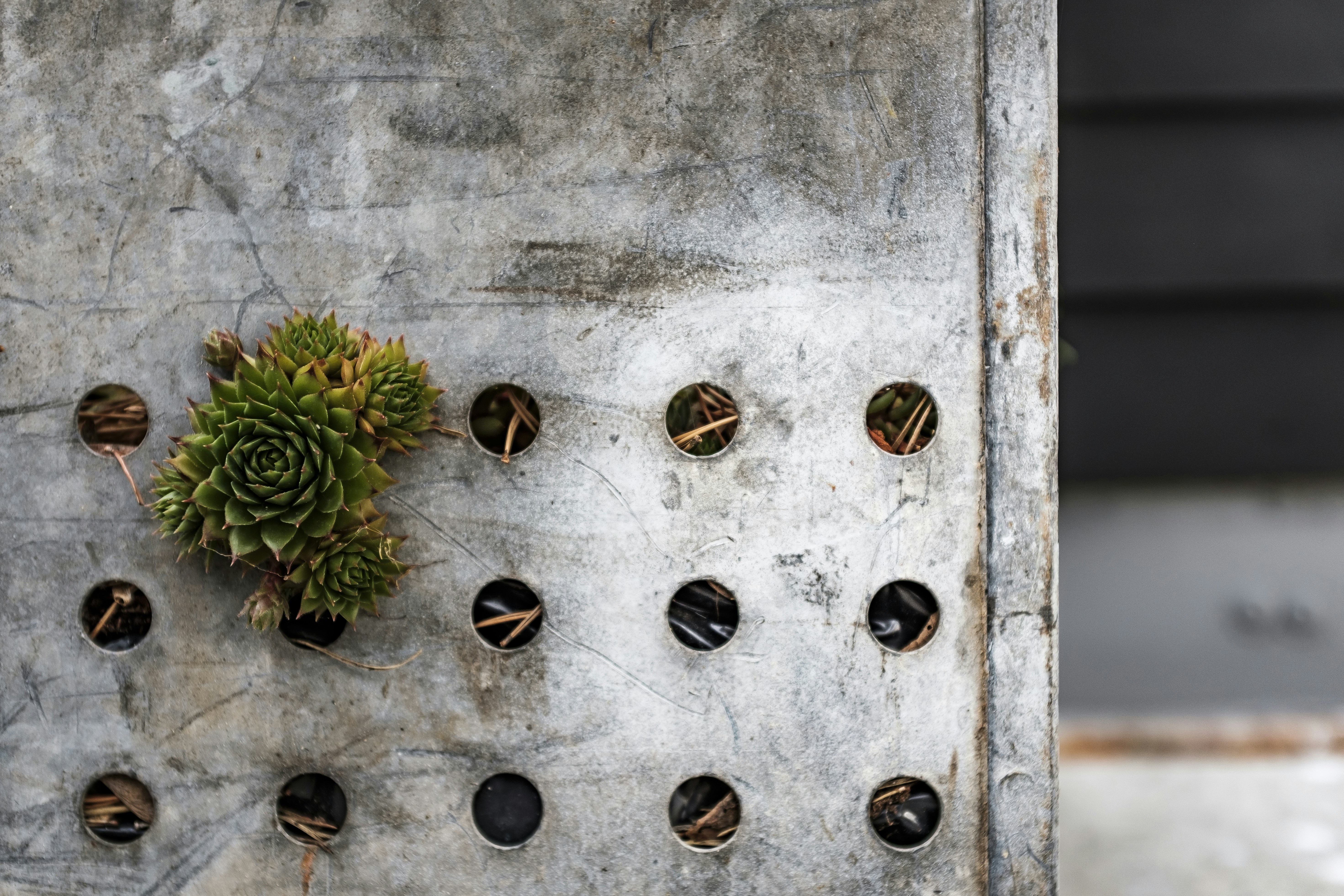 Succulent Growing Through Perforated Metal Plate