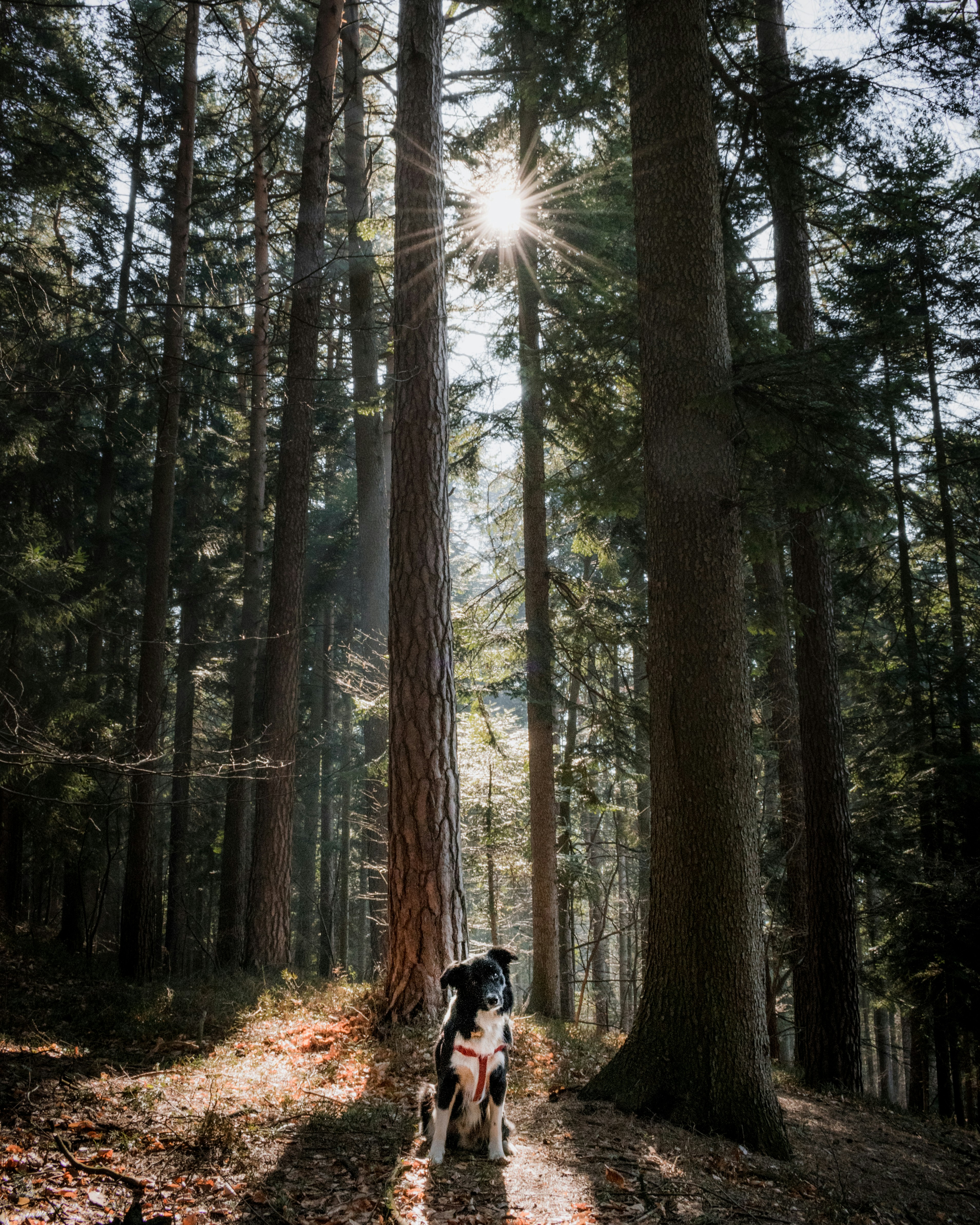 Dog Sitting In Sunlit Forest