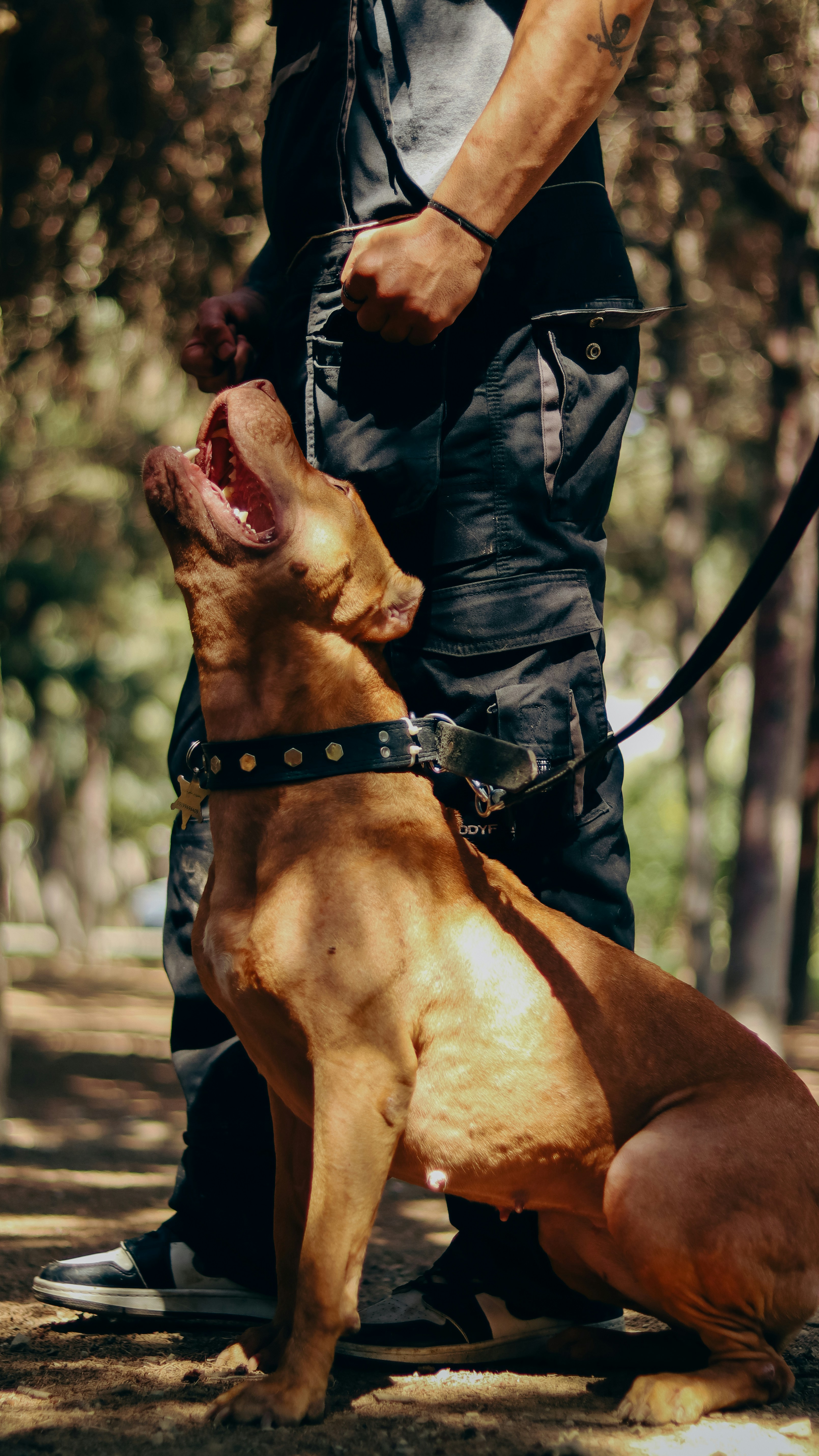 Brown Dog Howling Beside Its Owner Outdoors