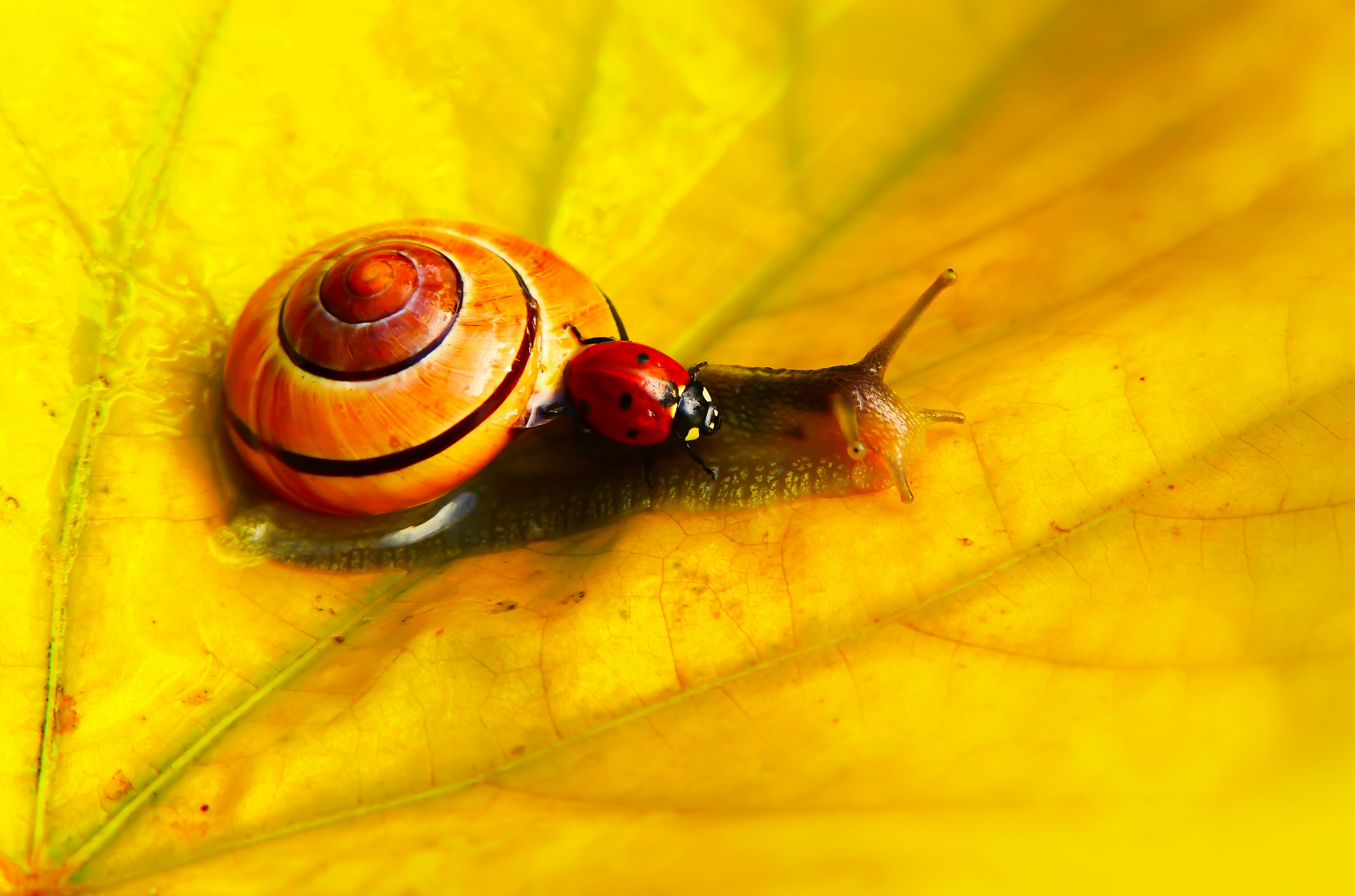 Ladybug Rides on Snail on Yellow Leaf