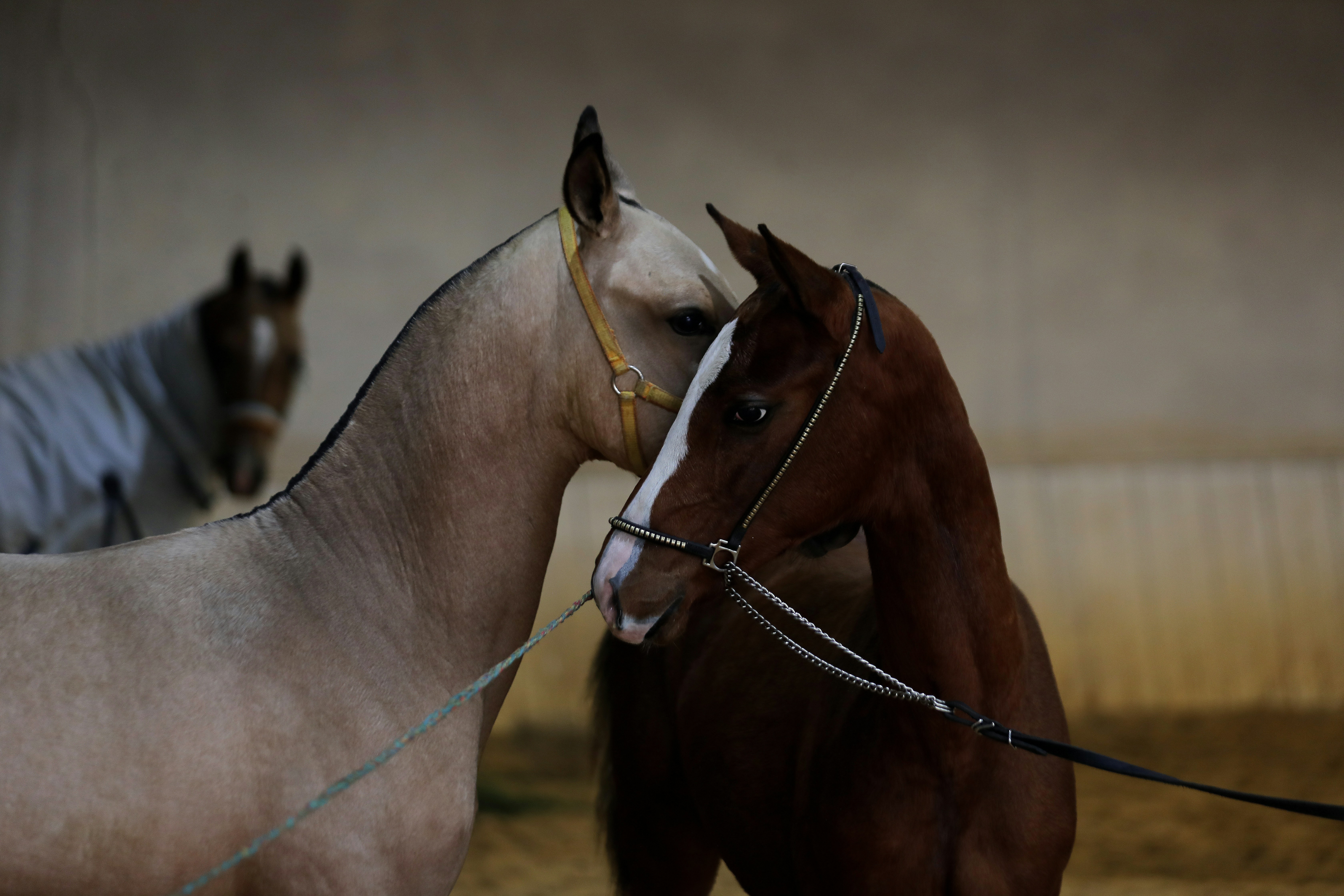 Two Horses Nuzzling Closely Indoors