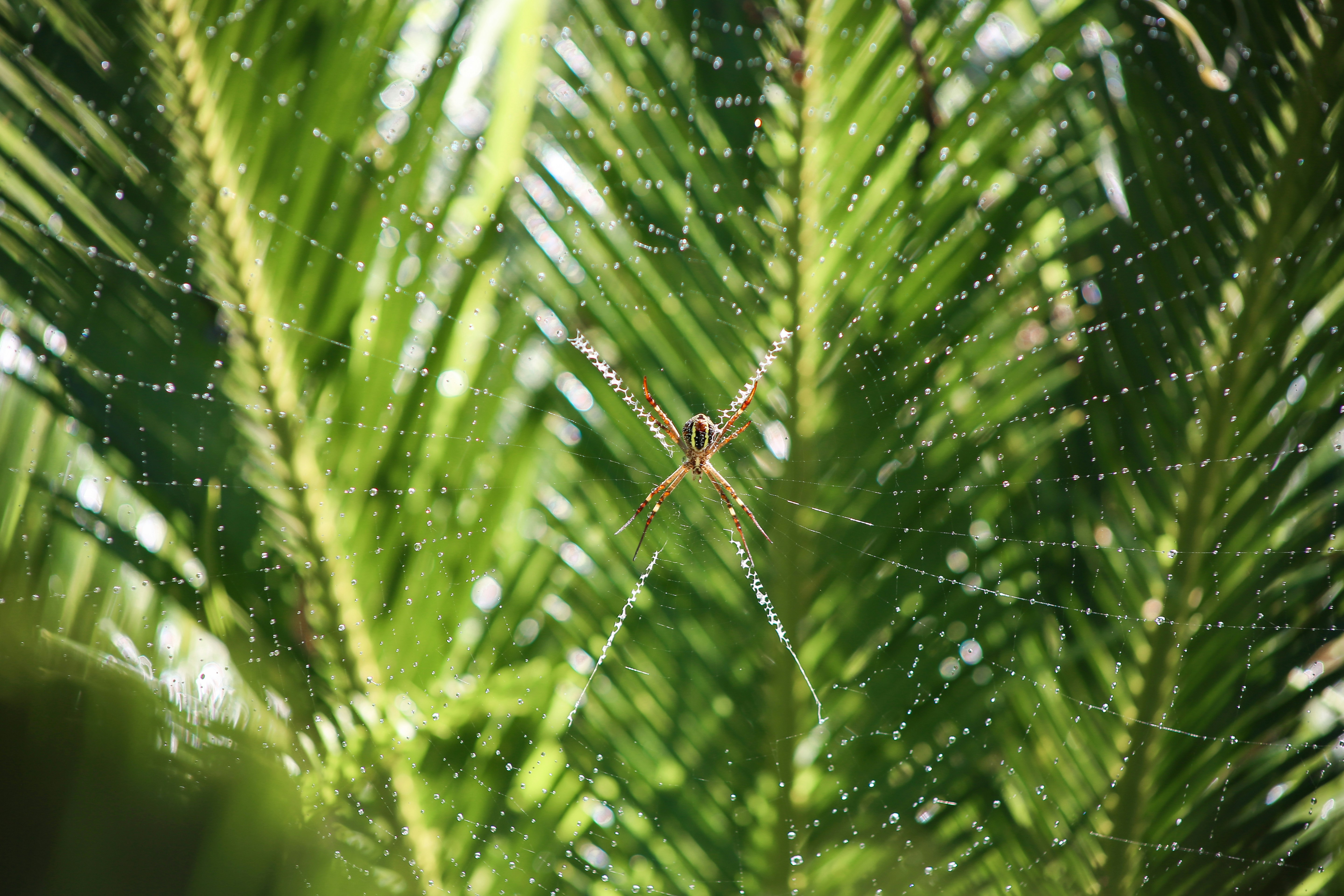 Spider on Dewy Web Amid Palm Foliage