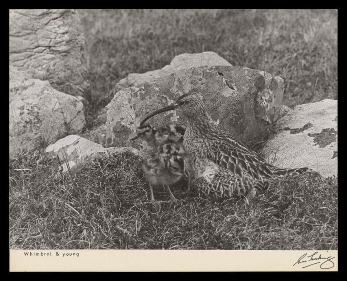 Whimbrel and Young Chicks